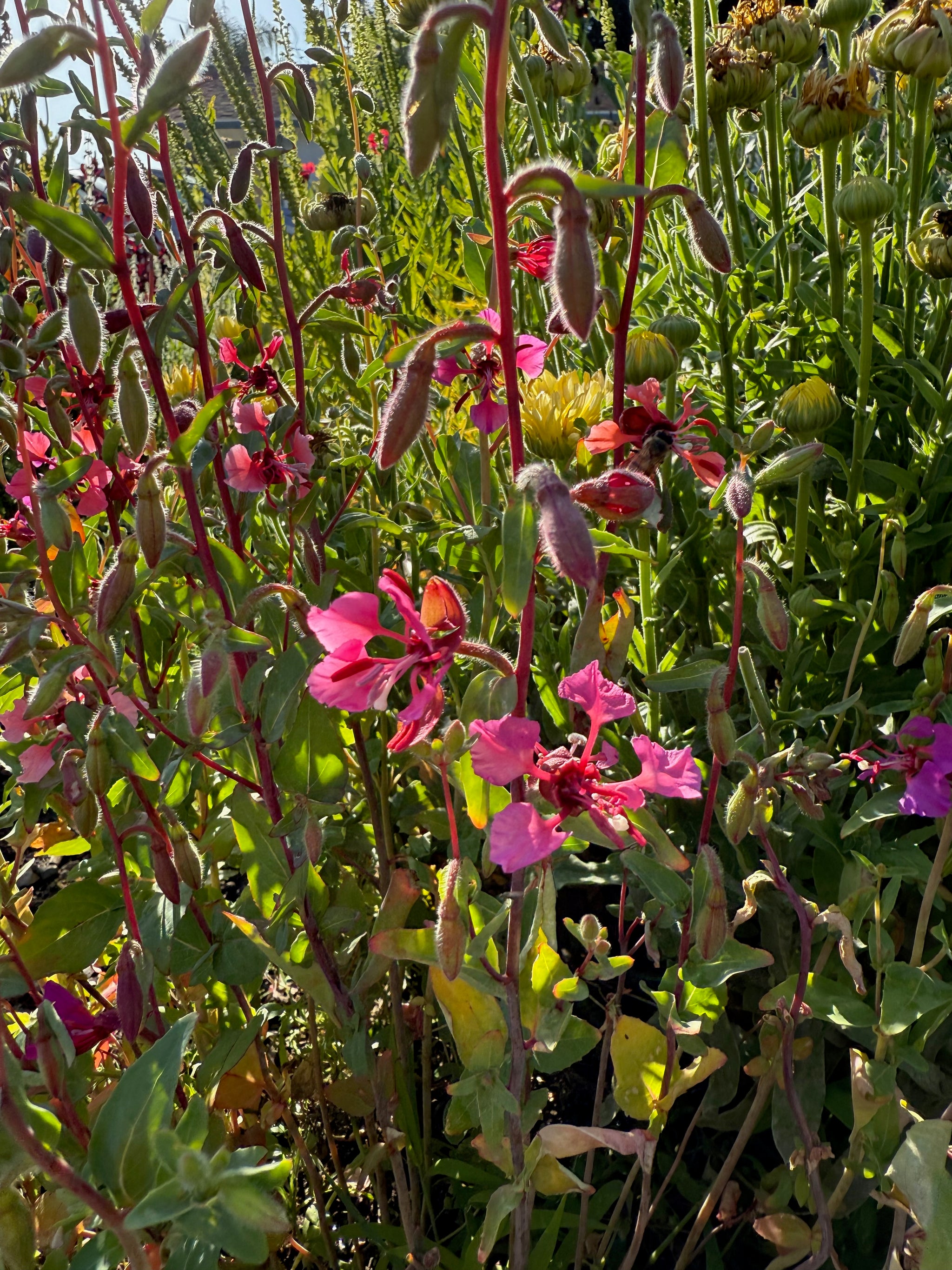 native plant seeds online Southern California Native Wildflower Seed Mix