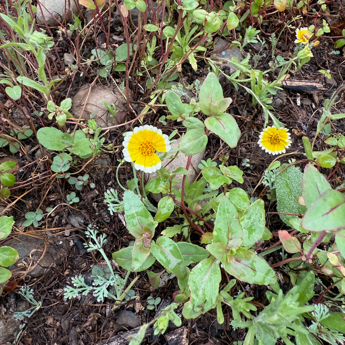 Southern California Native Wildflower Mix