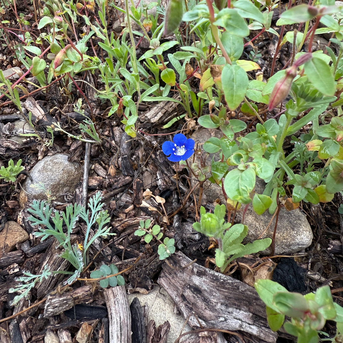 Southern California Native Wildflower Mix