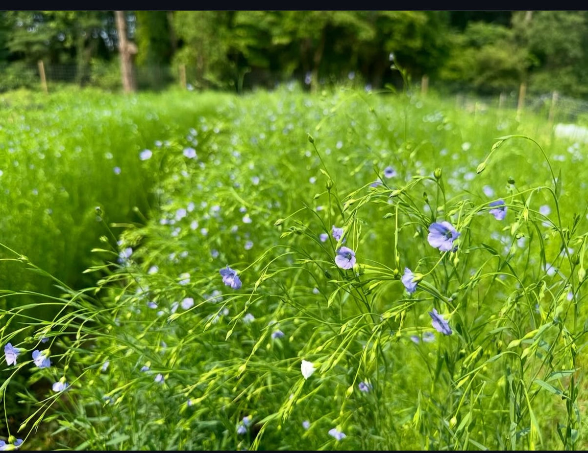 Southern California Native Wildflower Mix