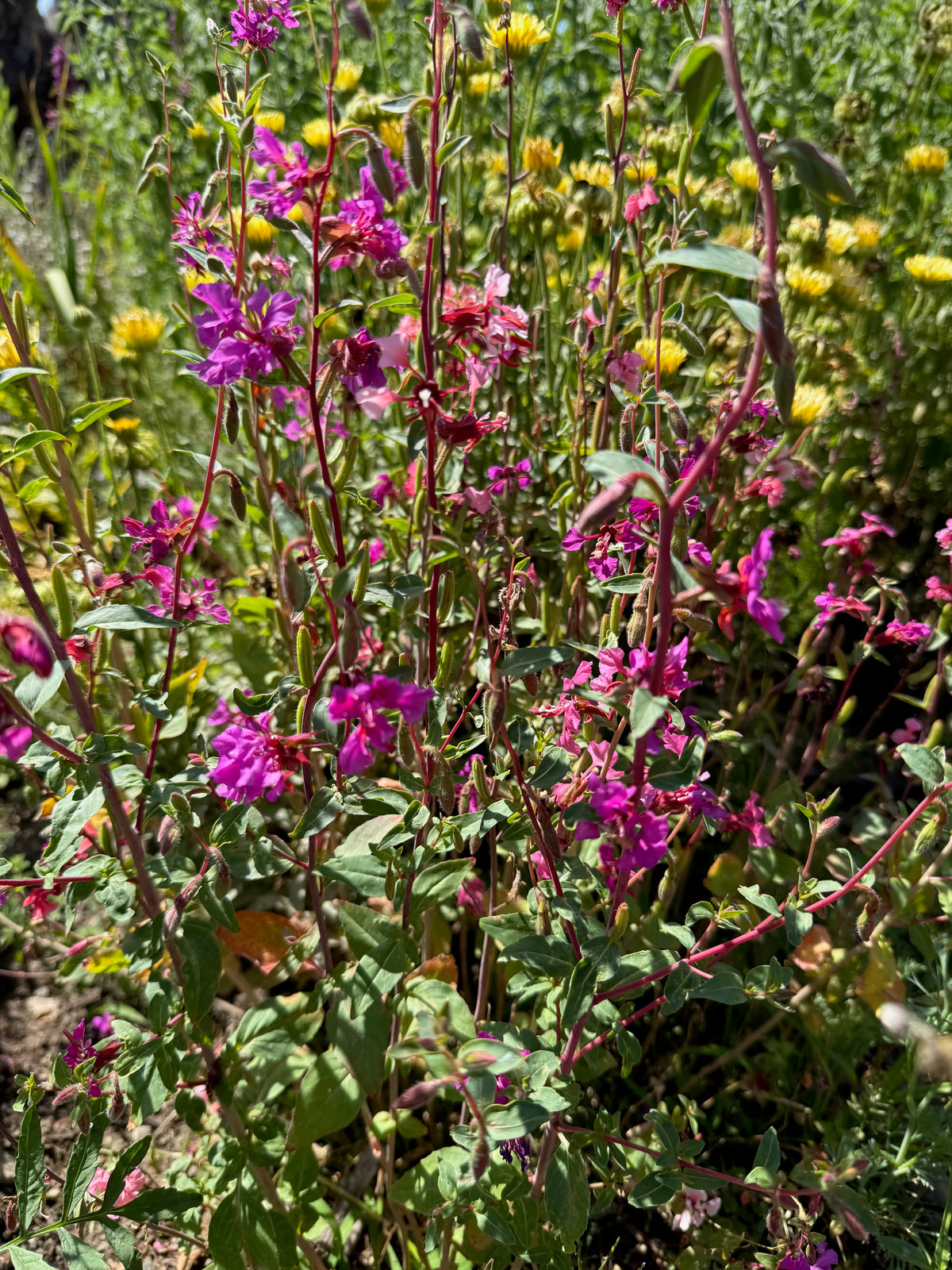 Southern California Native Wildflower Mix