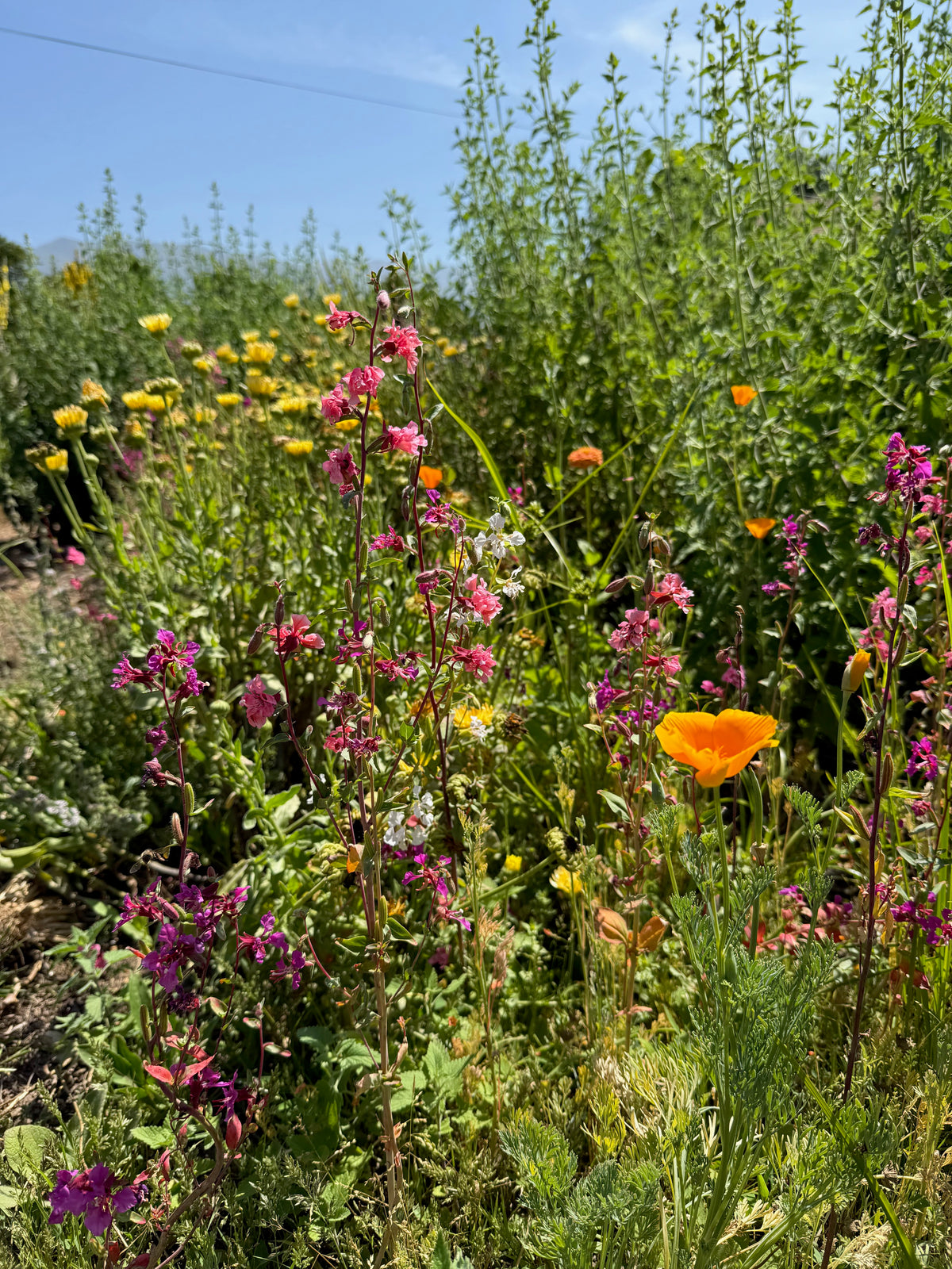 Southern California Native Wildflower Mix