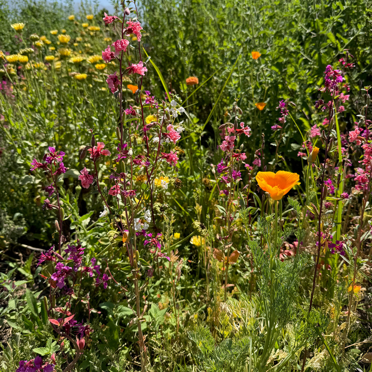 Southern California Native Wildflower Mix