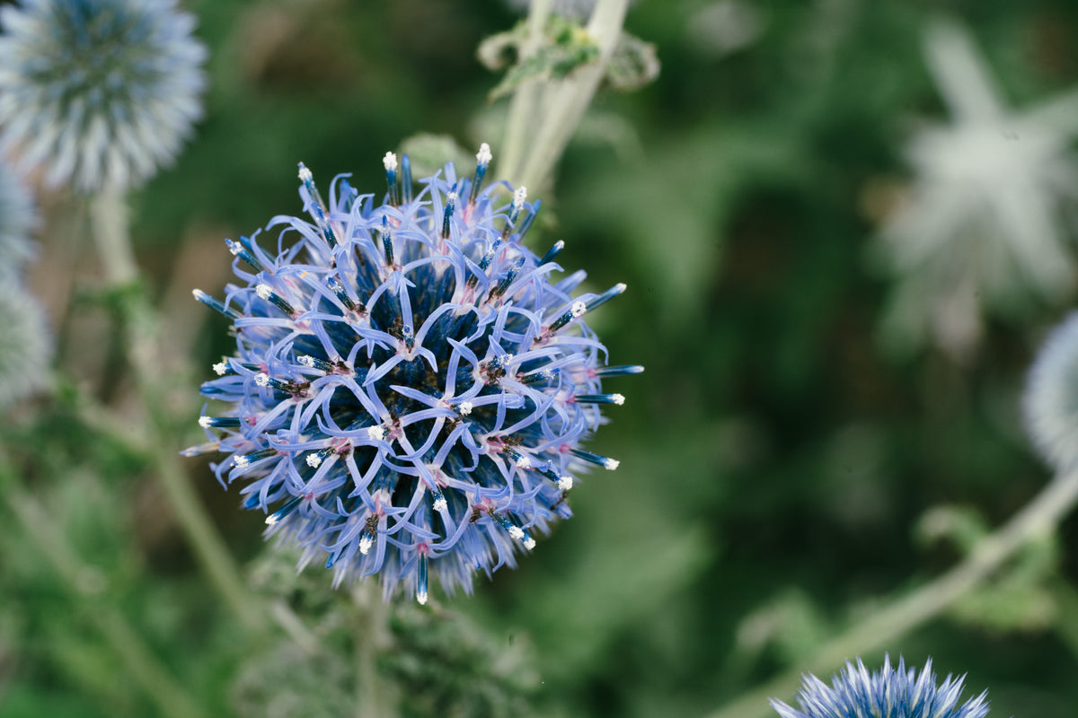 Southern Globe Thistle