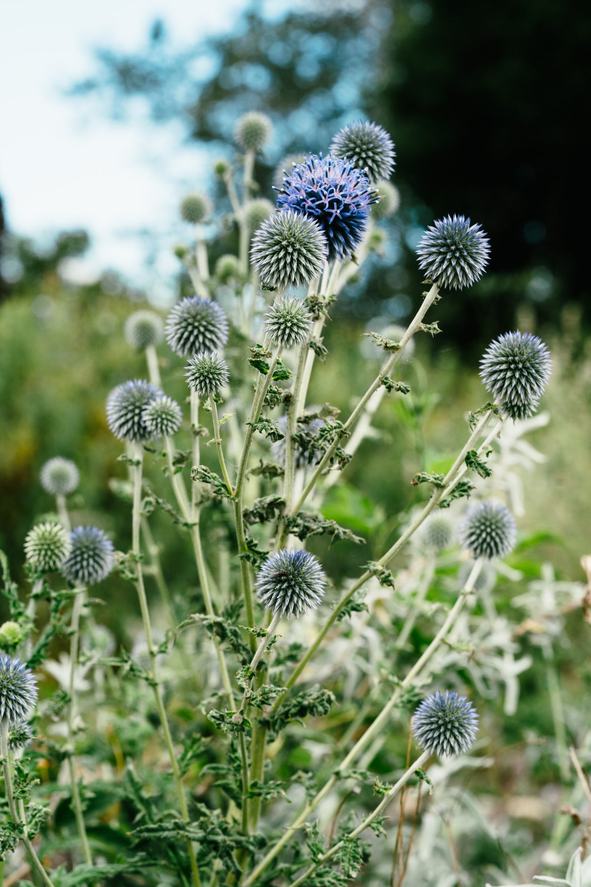 Southern Globe Thistle