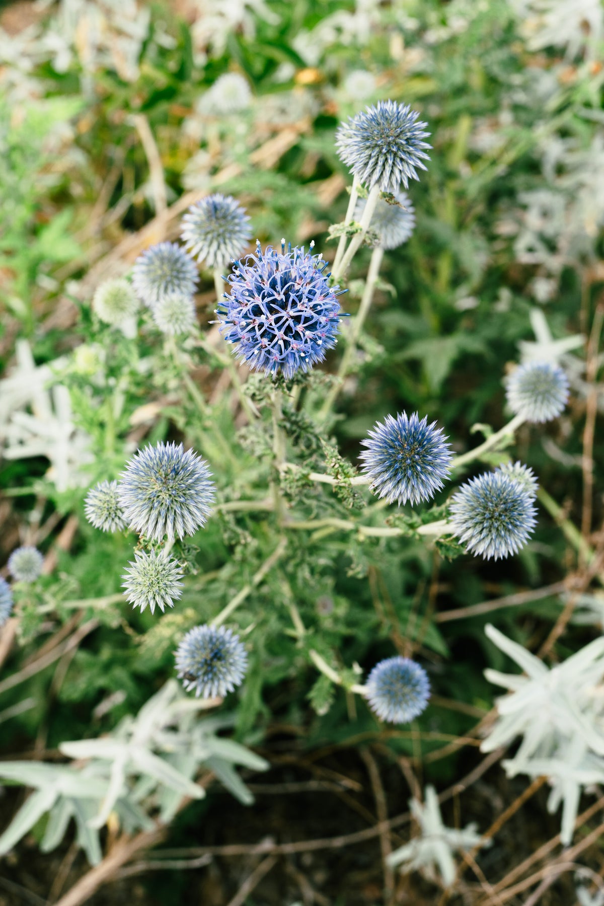 Southern Globe Thistle