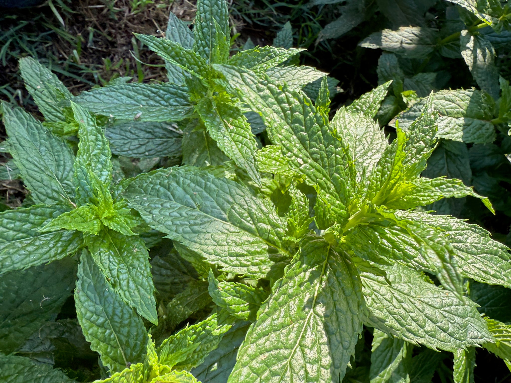 spearmint plant seeds Spearmint Seeds Packet: 400 Seeds (0.04 gram), OG