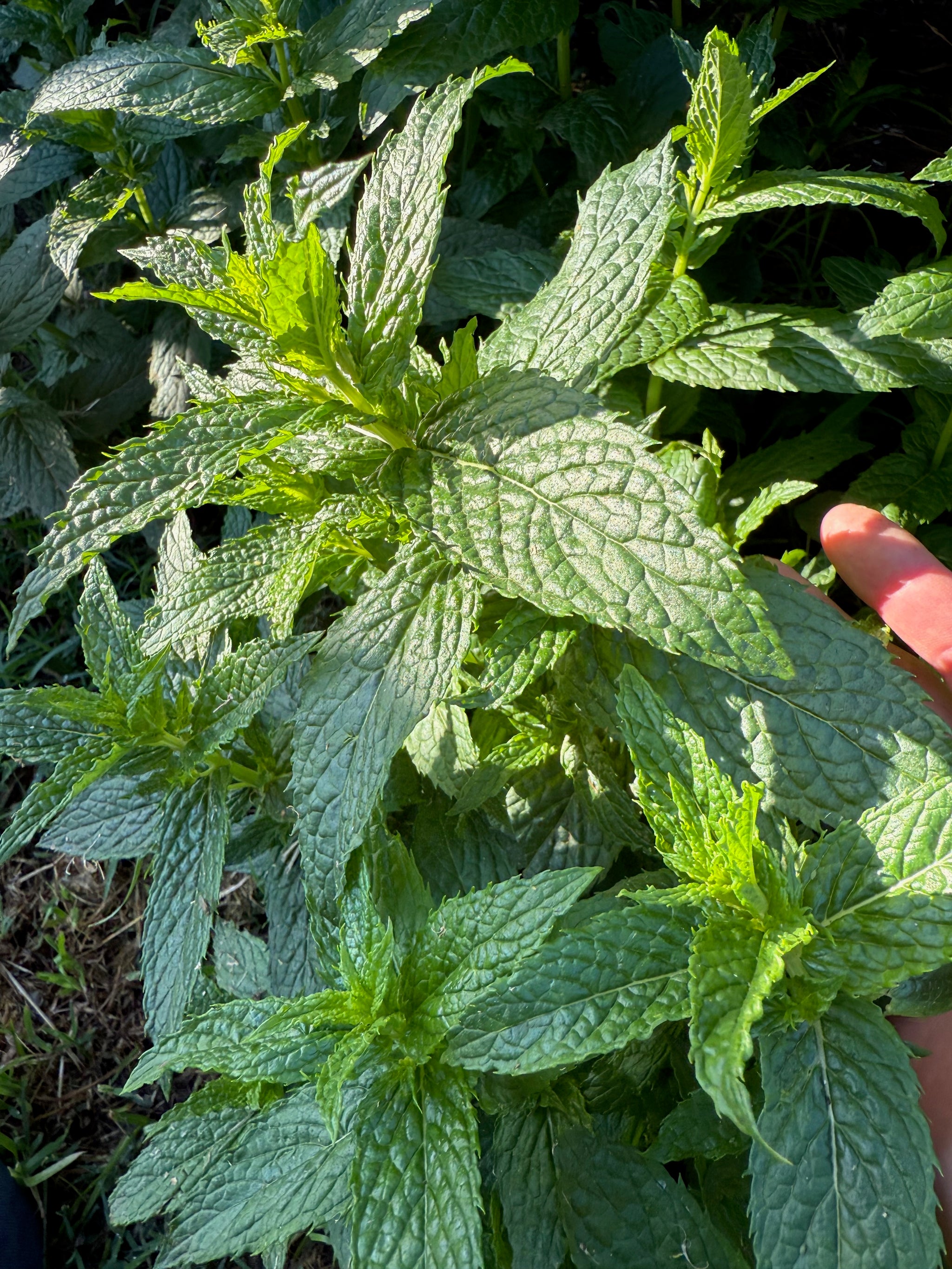 mint seeds for planting Spearmint Seeds Packet: 400 Seeds (0.04 gram), OG