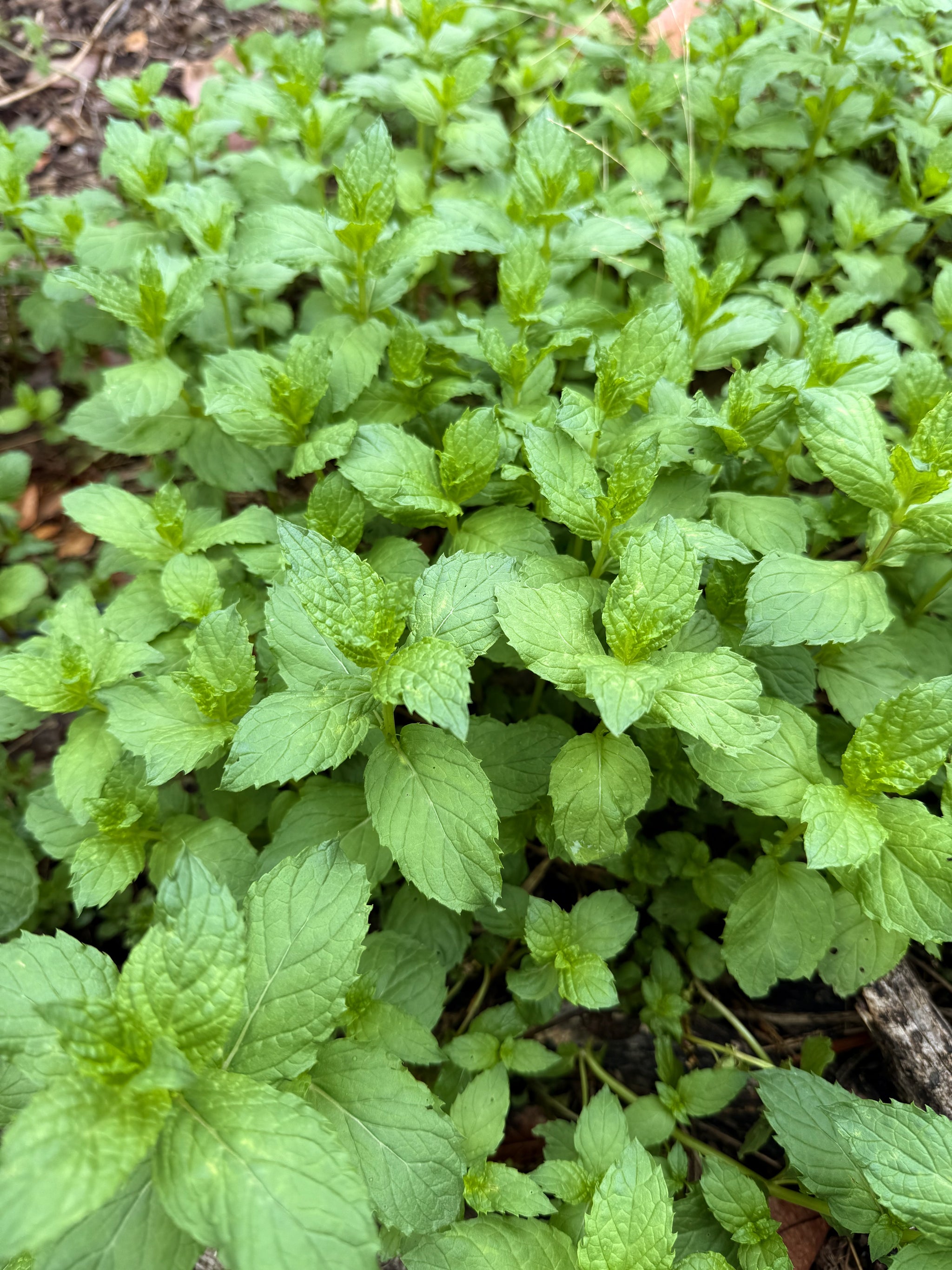 plant spearmint seeds Spearmint Seeds Packet: 400 Seeds (0.04 gram), OG
