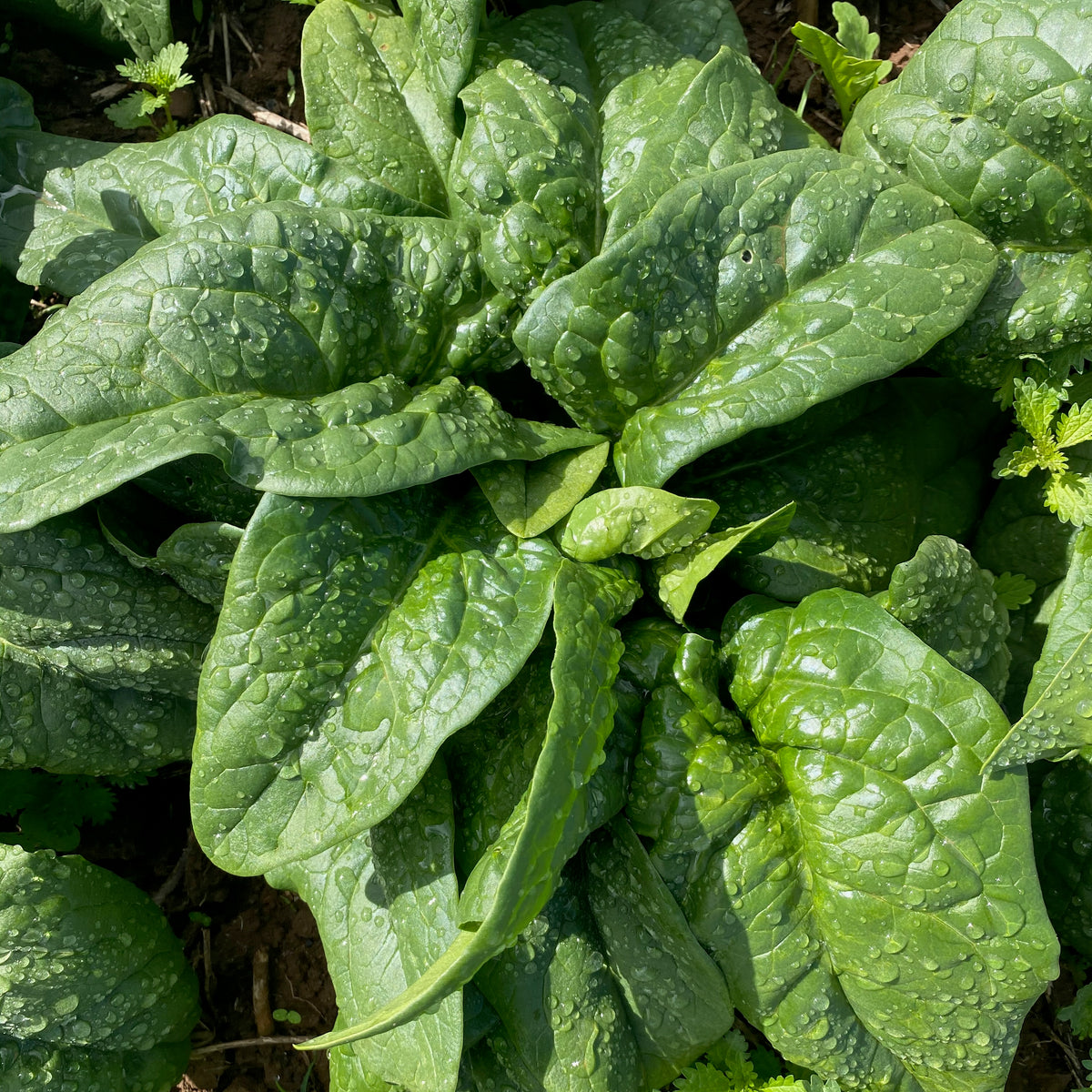 Equinox Spinach