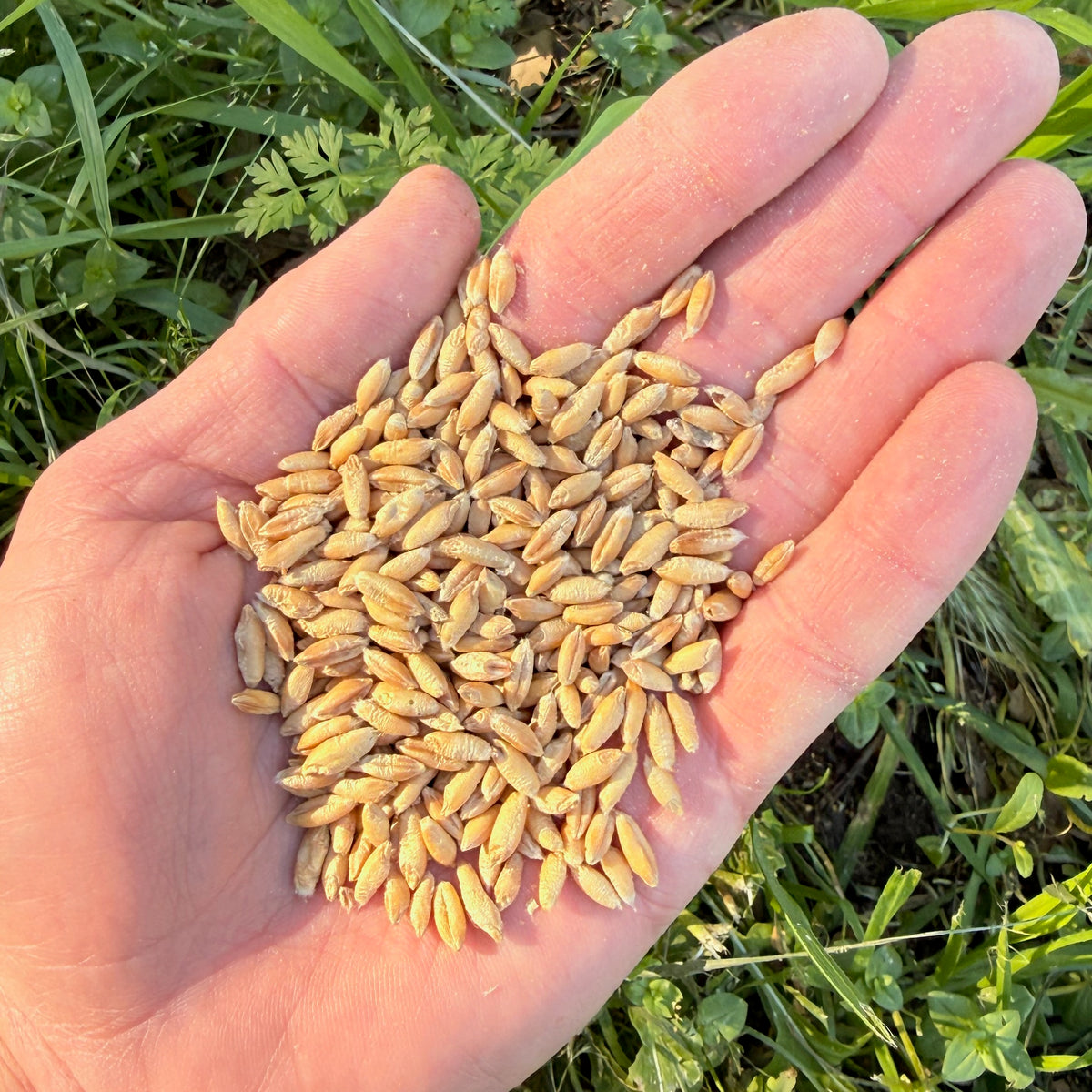 Spring Triticale