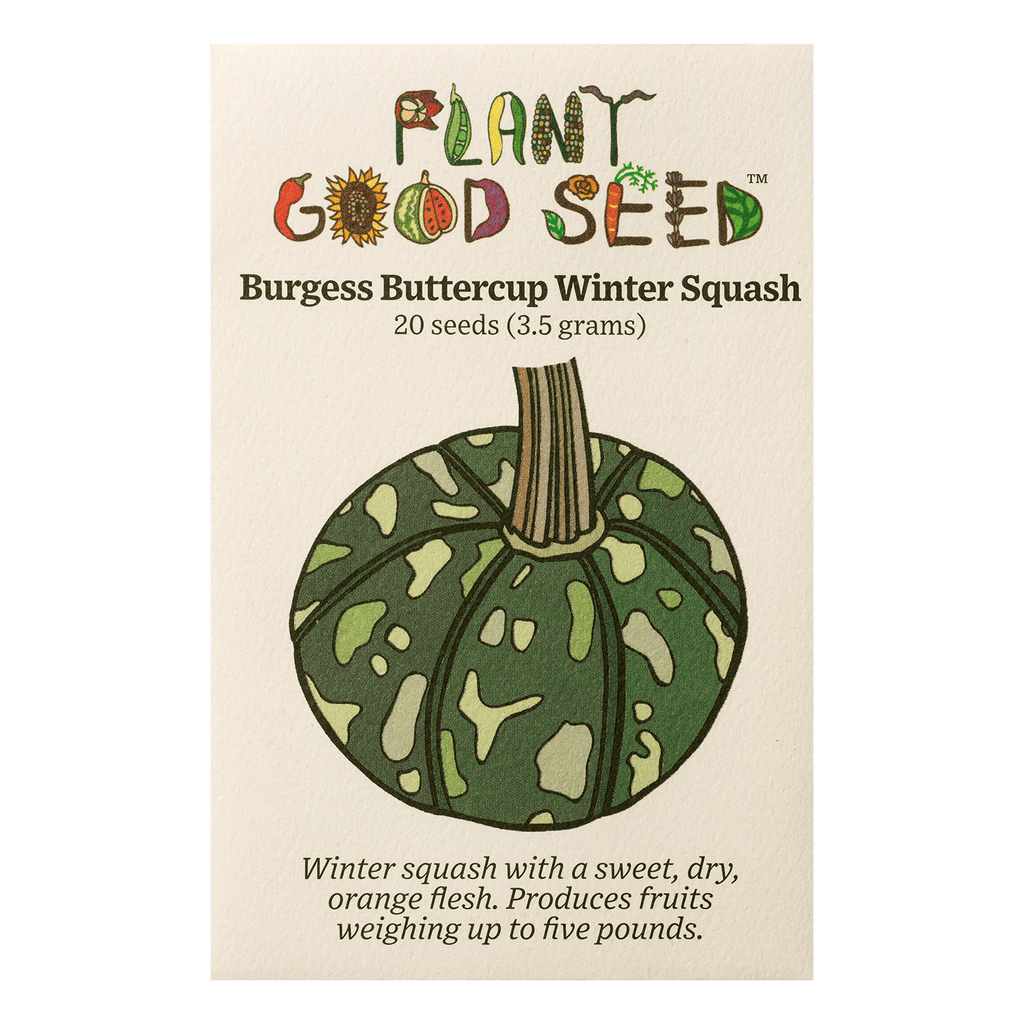 burgess plant and seed co Burgess Buttercup Winter Squash Seeds