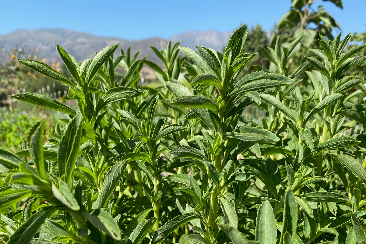 Stevia Leaves Widescreen Ojai California Mountains