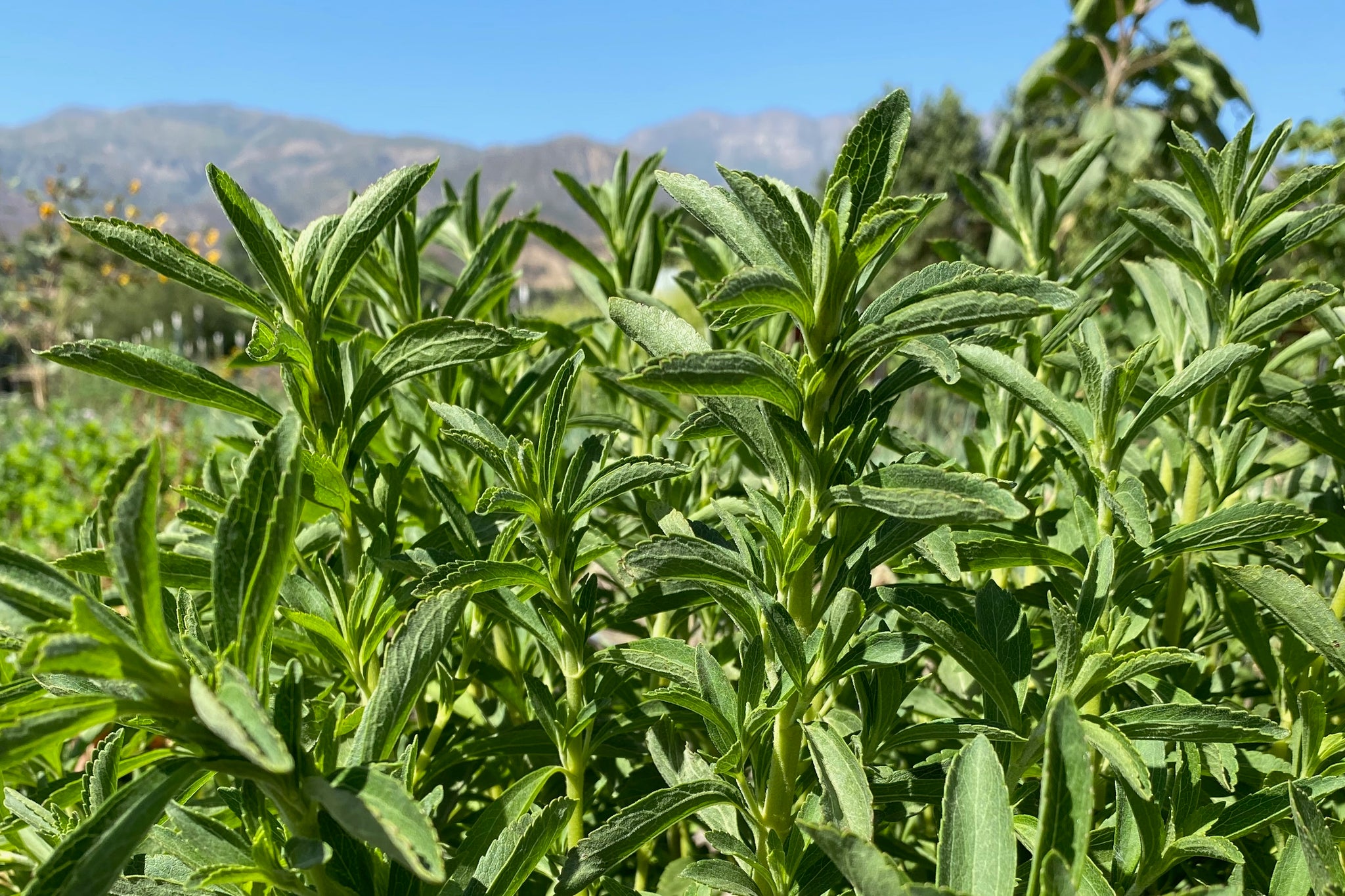 stevia sugar plant seeds Stevia Seeds