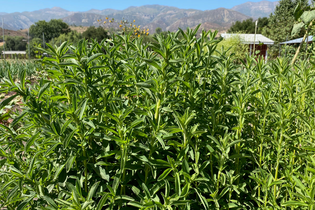 Stevia shrubs perennial plants