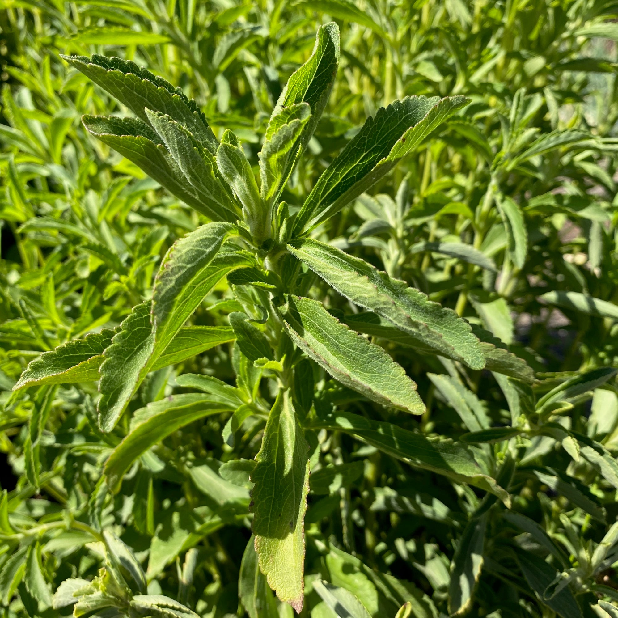 Stevia leaf closeup photo