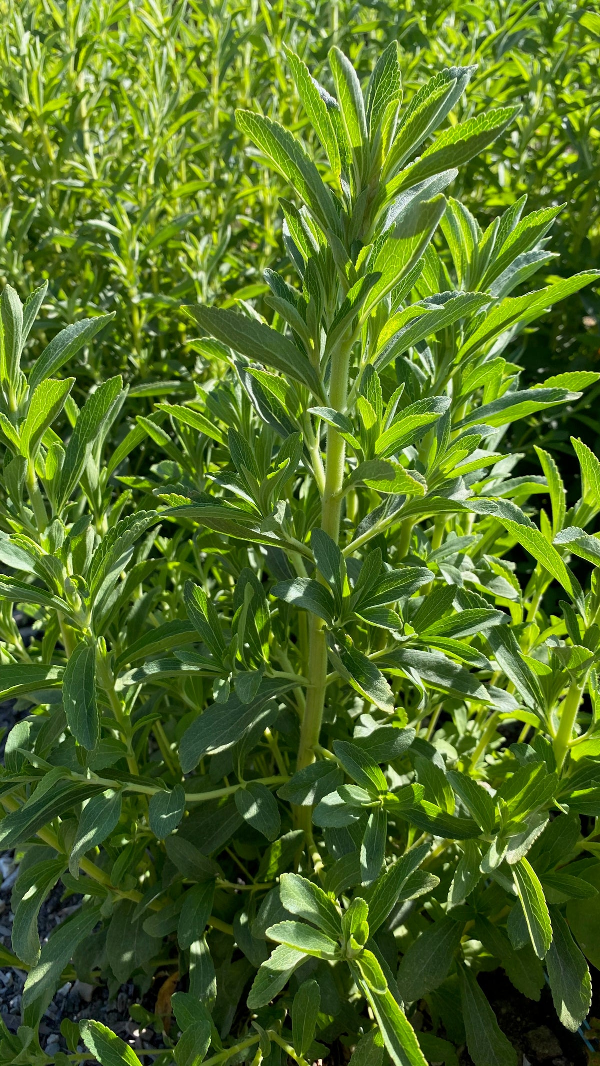 Stevia stalks tall and succulent