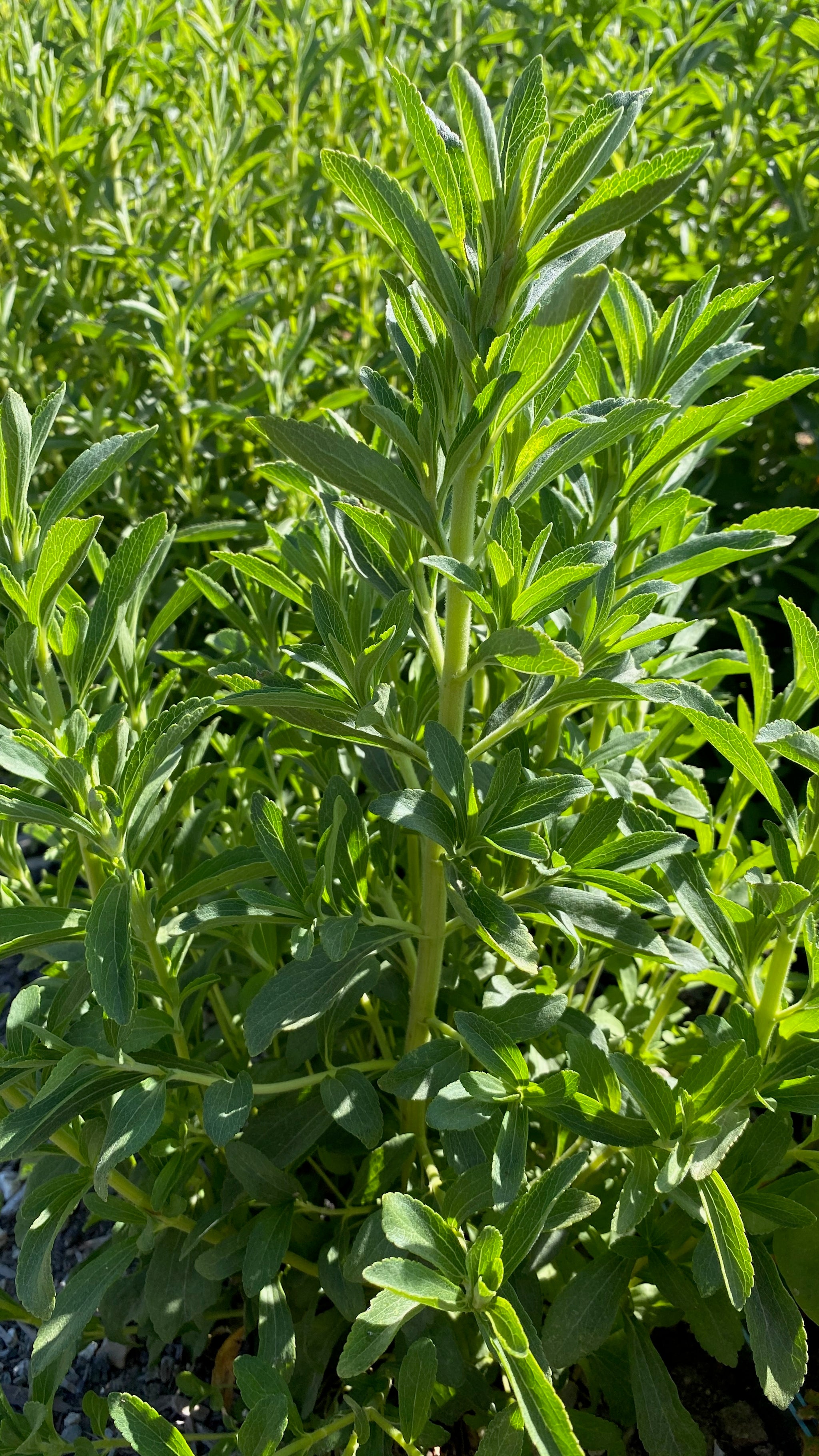 stevia sugar plant seeds Stevia Seeds