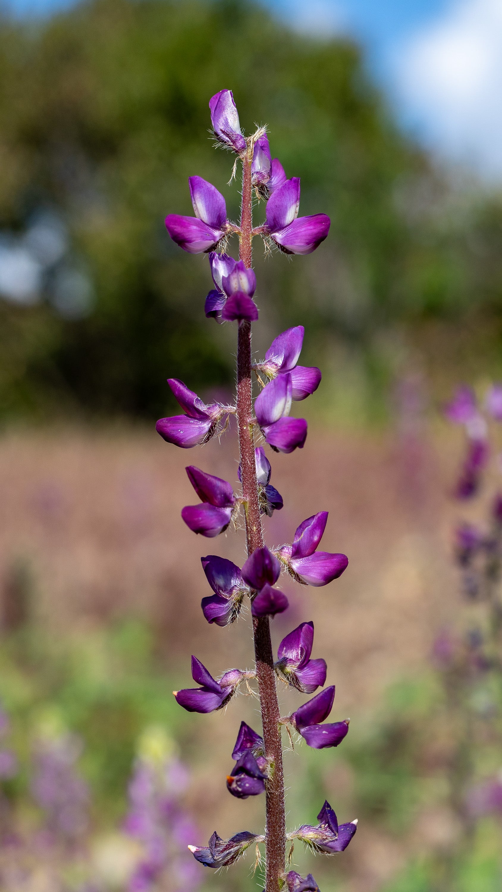 plant lupine seeds Stinging Lupine Seeds