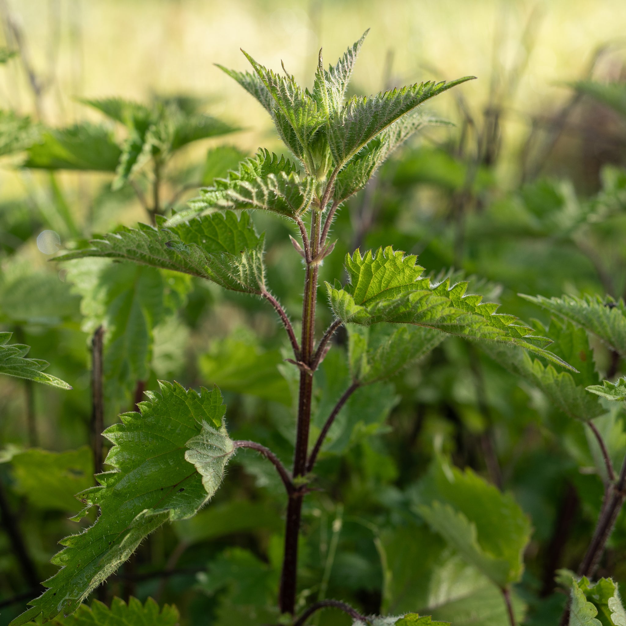 nettle plant seeds Stinging Nettle Seeds