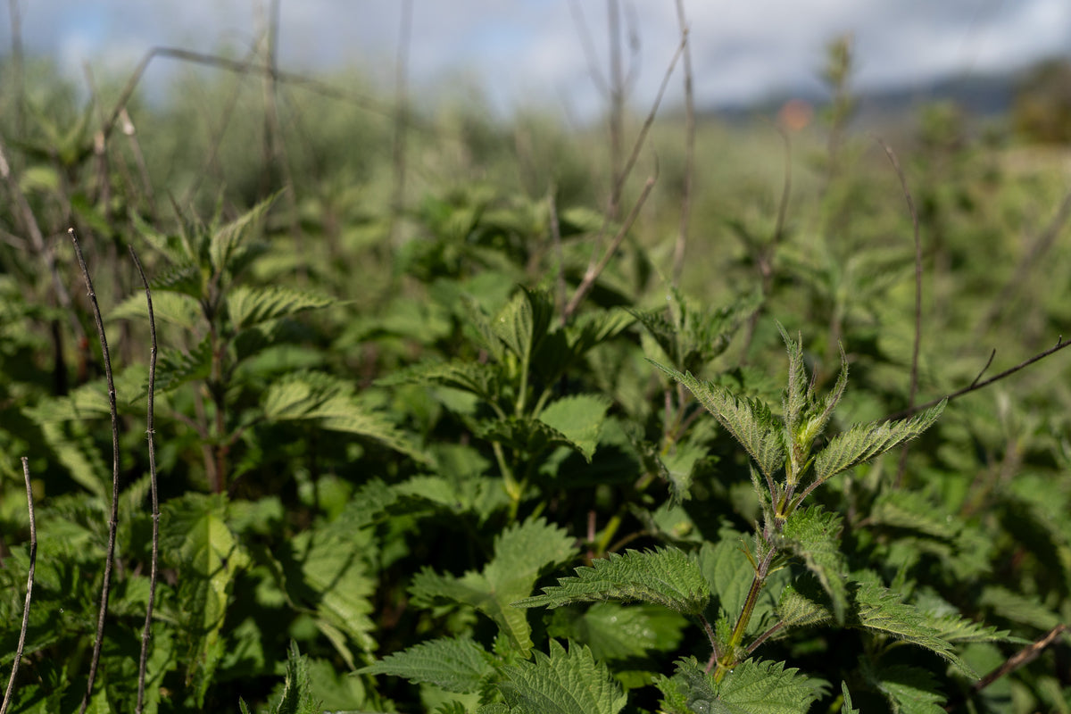 Stinging Nettle