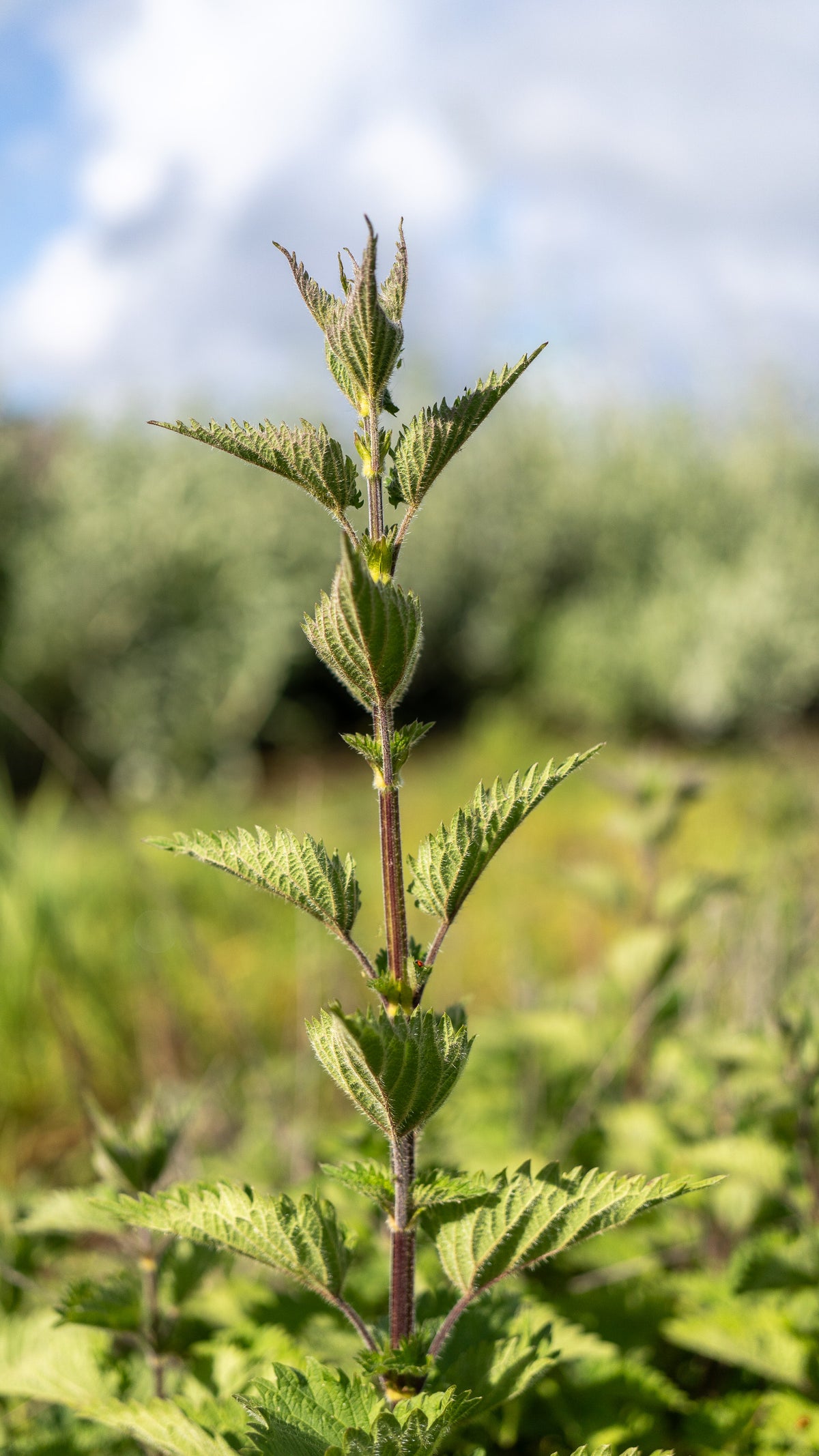 Stinging Nettle