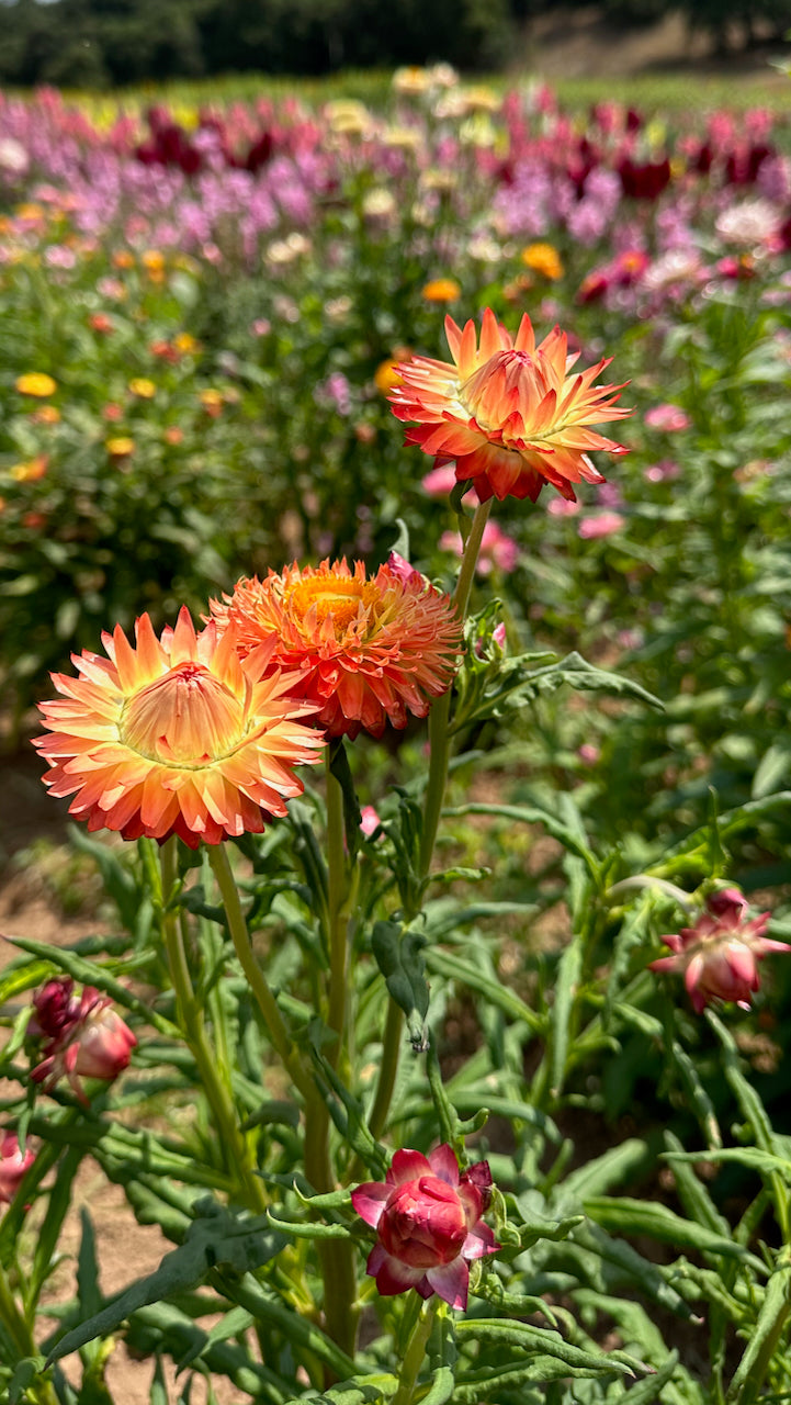 Roggli Riesen Strawflower blooming in field