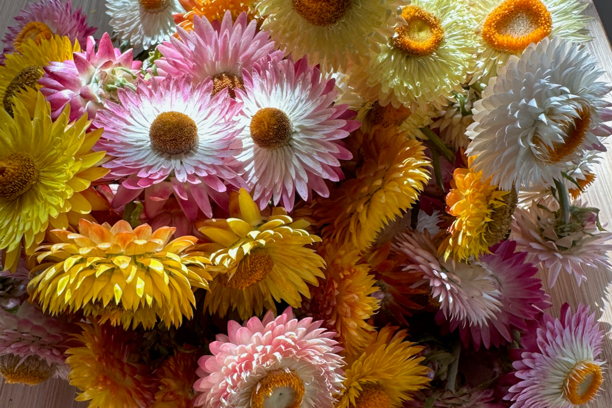 Roggli Riesen Strawflower closeup