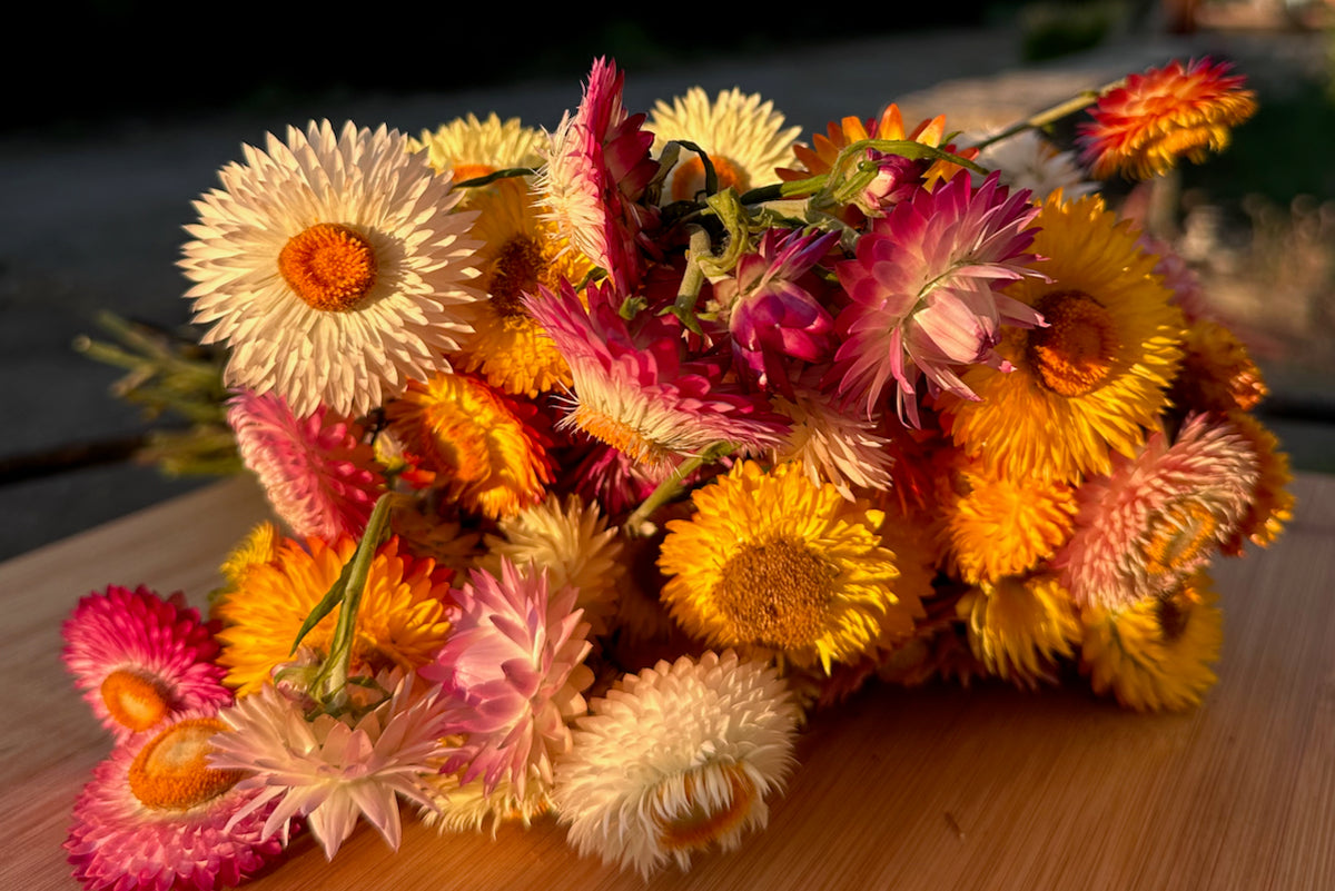 Roggli Riesen strawflowers on cutting board