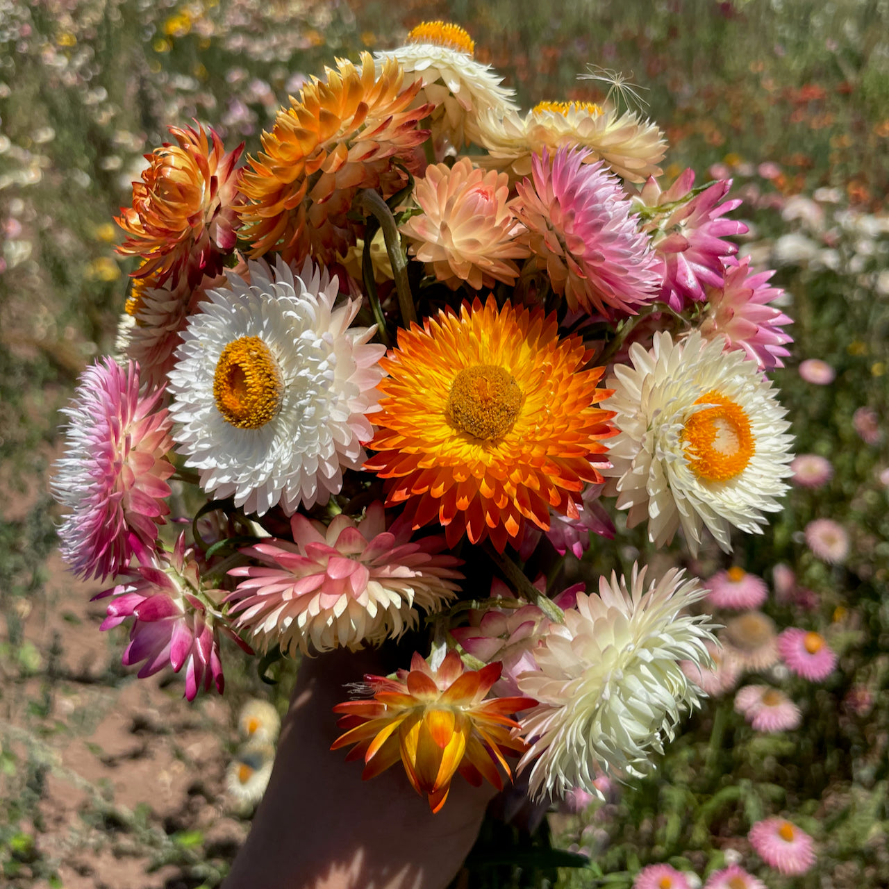 Roggli Riesen Strawflower Bouquet