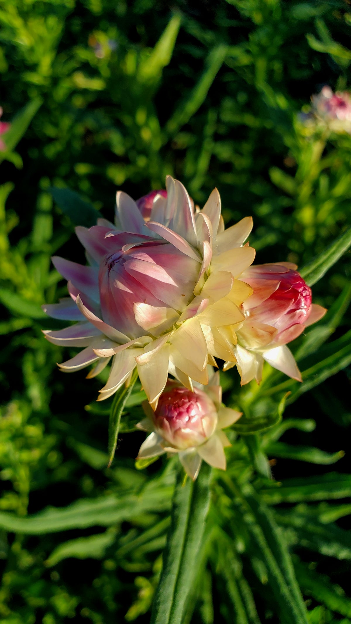 Silvery Rose Strawflower in bloom