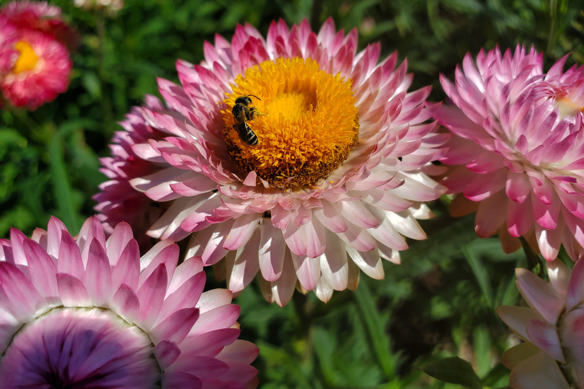 Silvery Rose Strawflower with bee