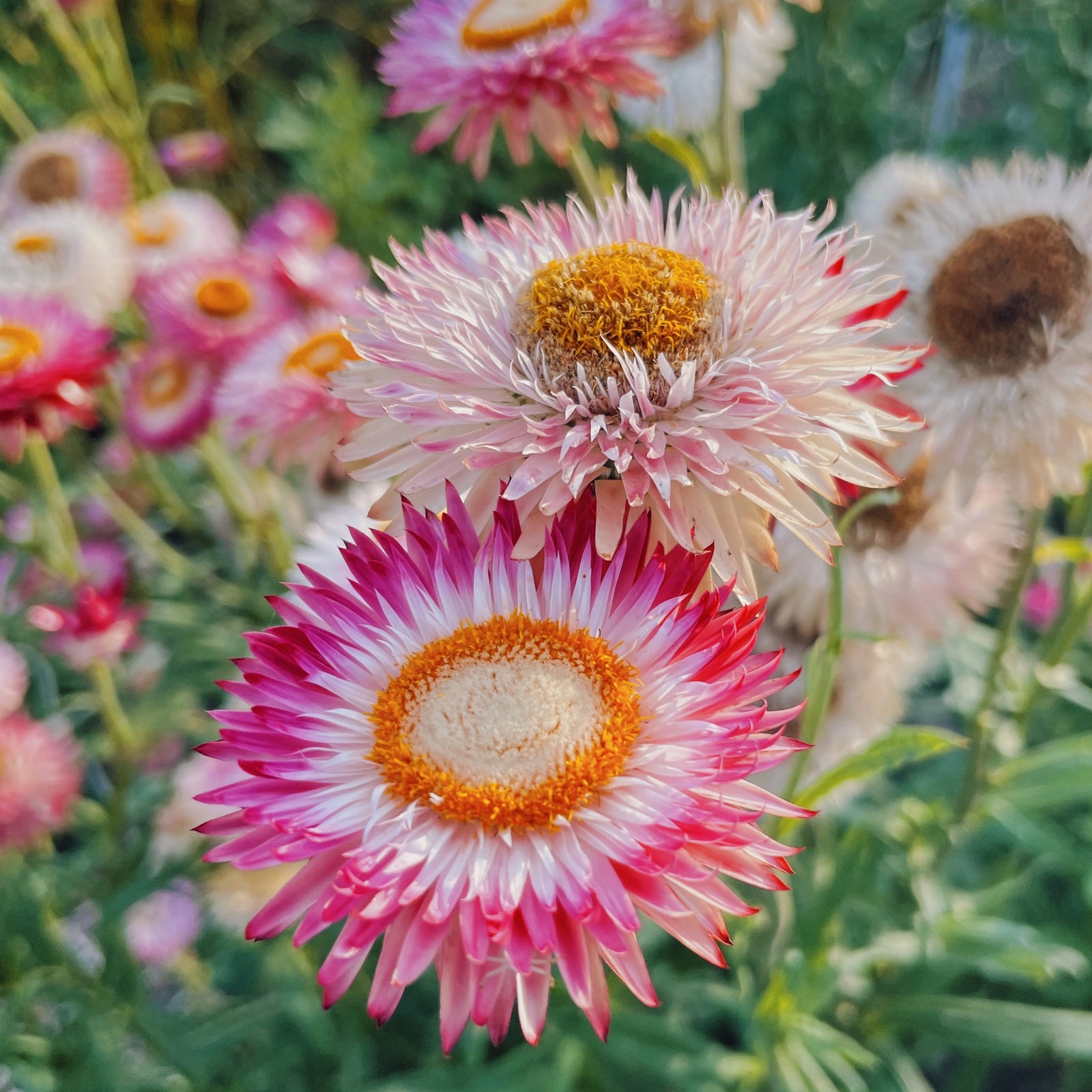 Silvery Rose Strawflowers Blush