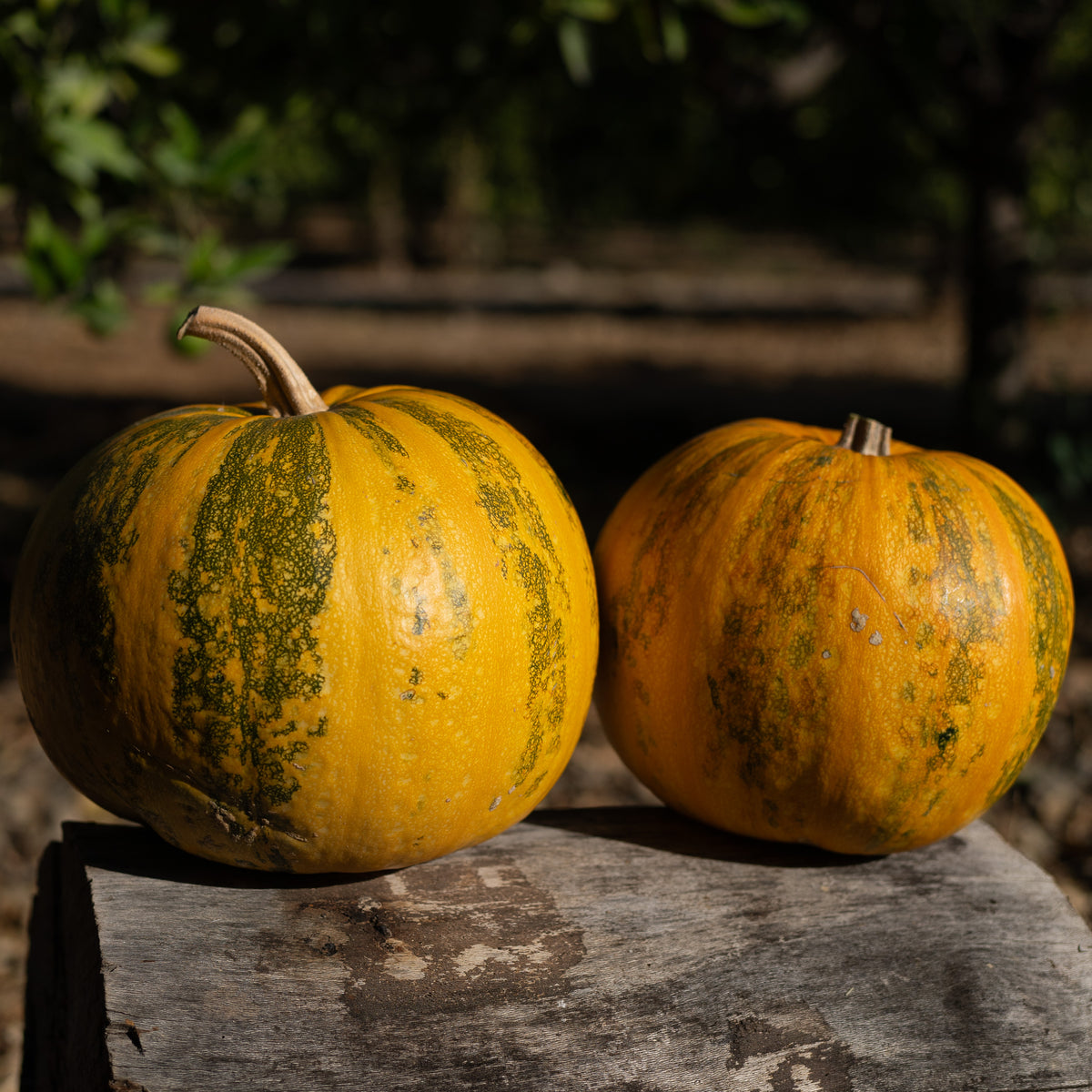 Styrian Hulless Pumpkin