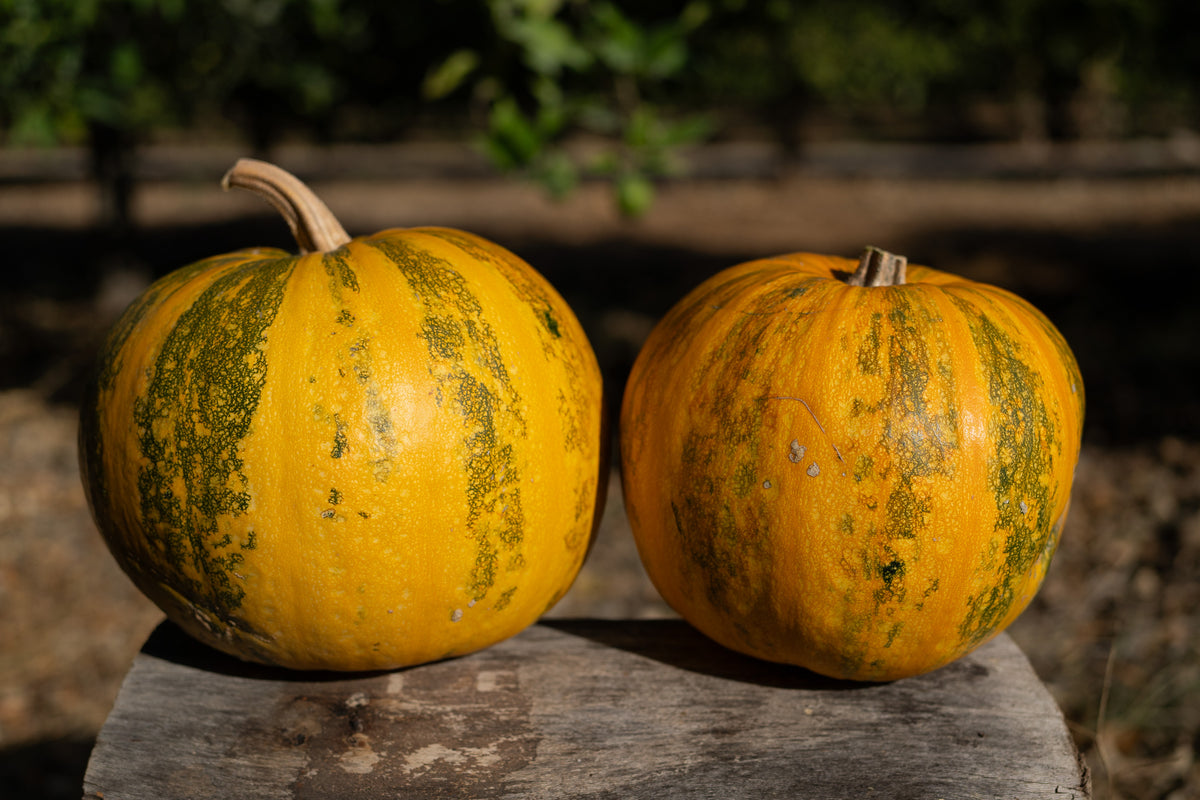 Styrian Hulless Pumpkin