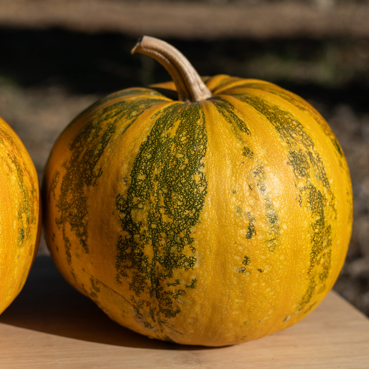 Styrian Hulless Pumpkin