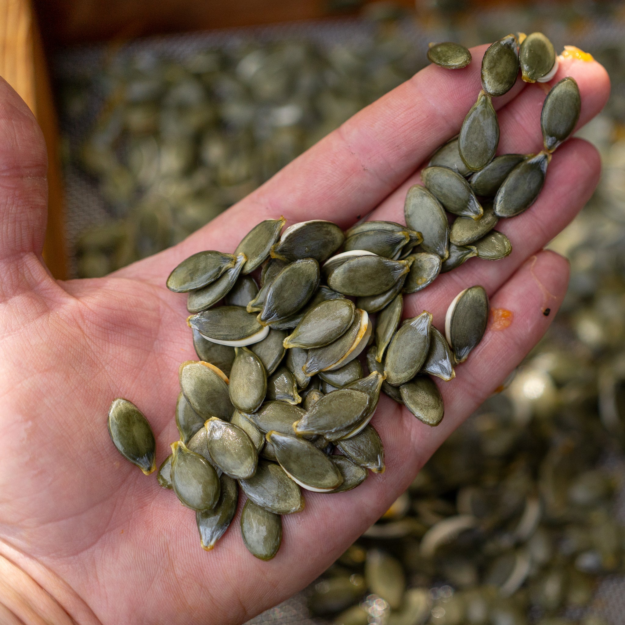 styrian pumpkin seeds for planting Styrian Pumpkin Seeds