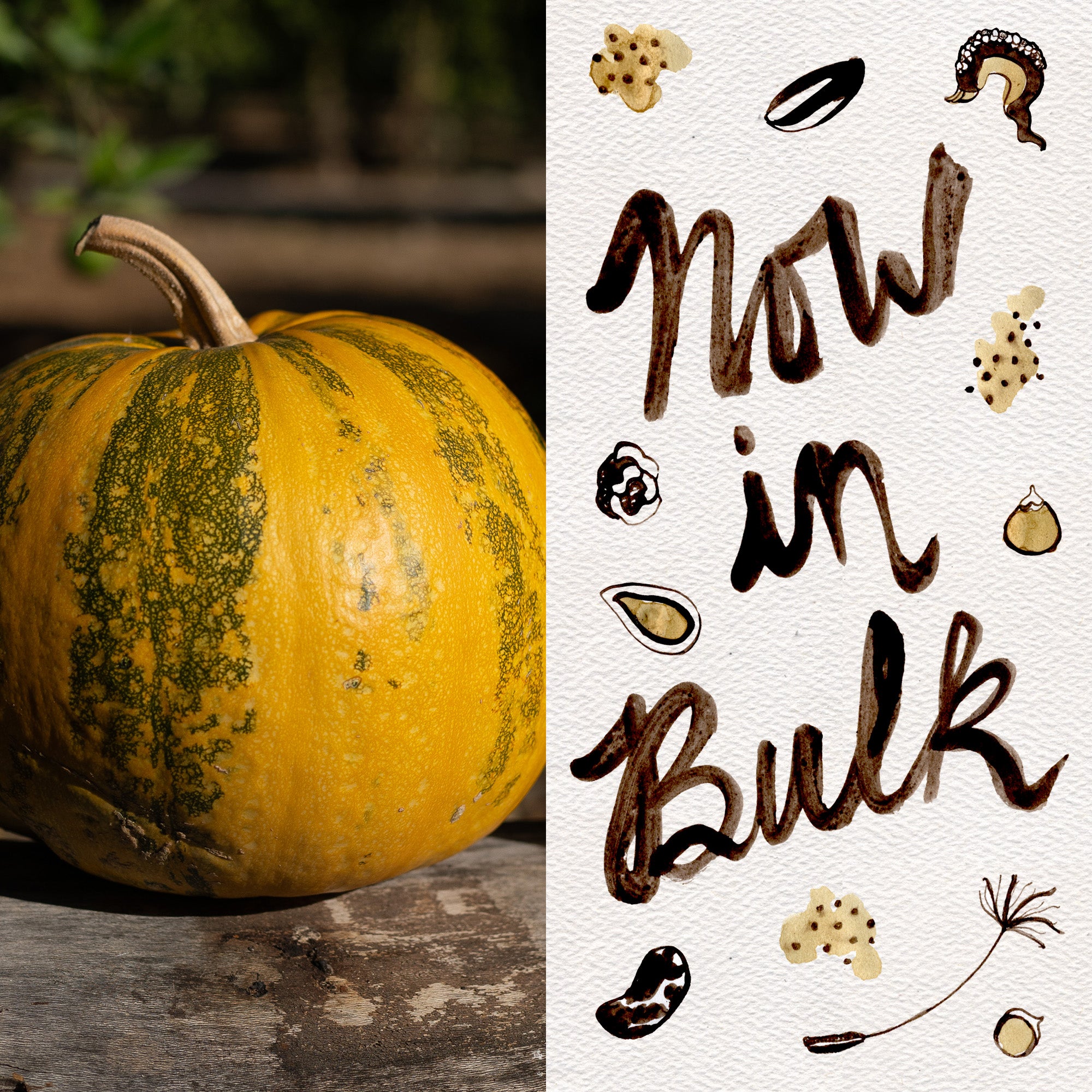 styrian pumpkin seeds for planting Plant Good Seed Organic Styrian Pumpkin Seeds for Planting: Heirloom Vegetable, Hulless Green Seeds