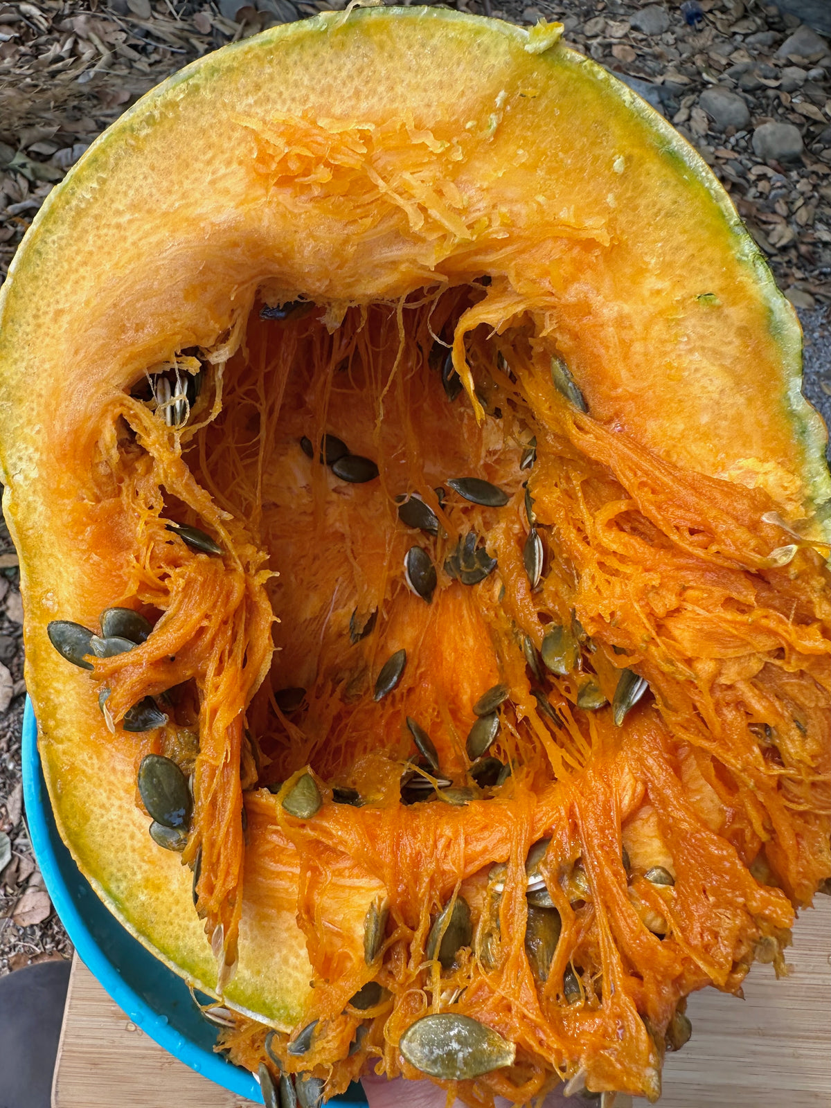 Styrian Hulless Pumpkin