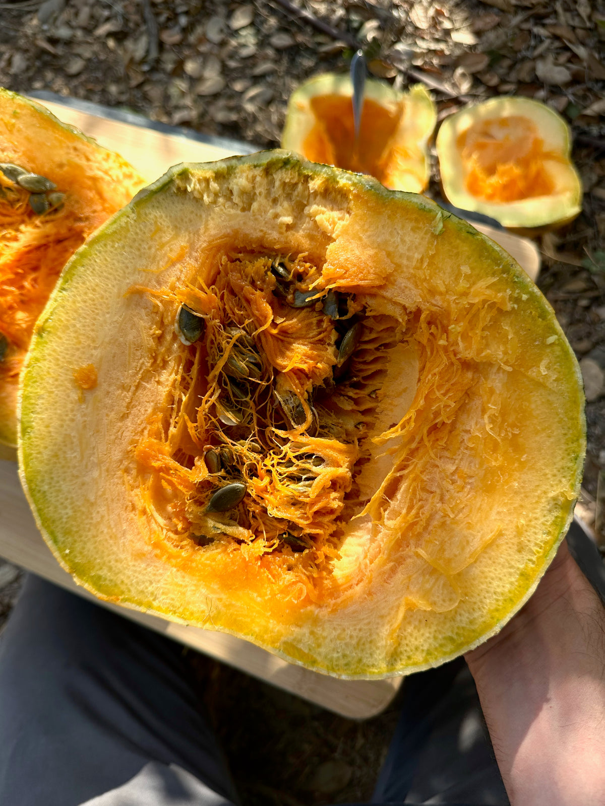 Styrian Hulless Pumpkin
