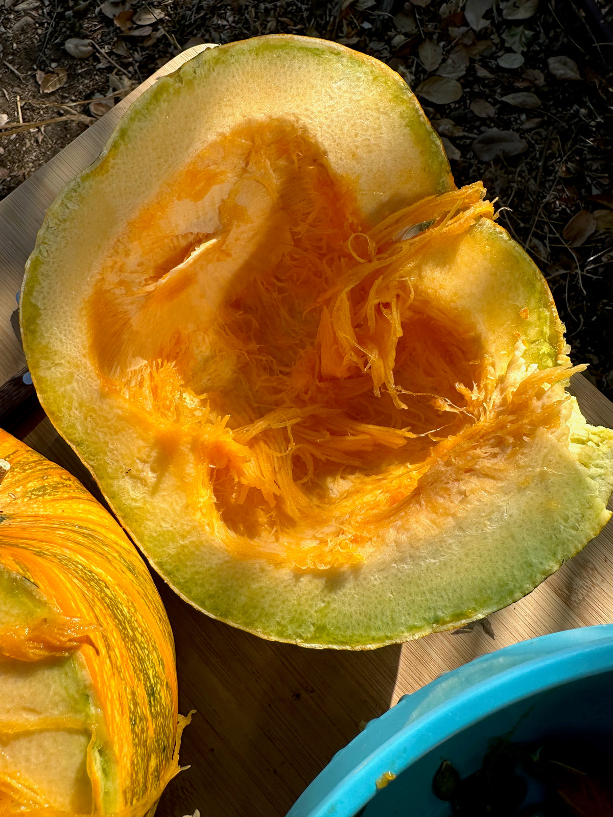 Styrian Hulless Pumpkin