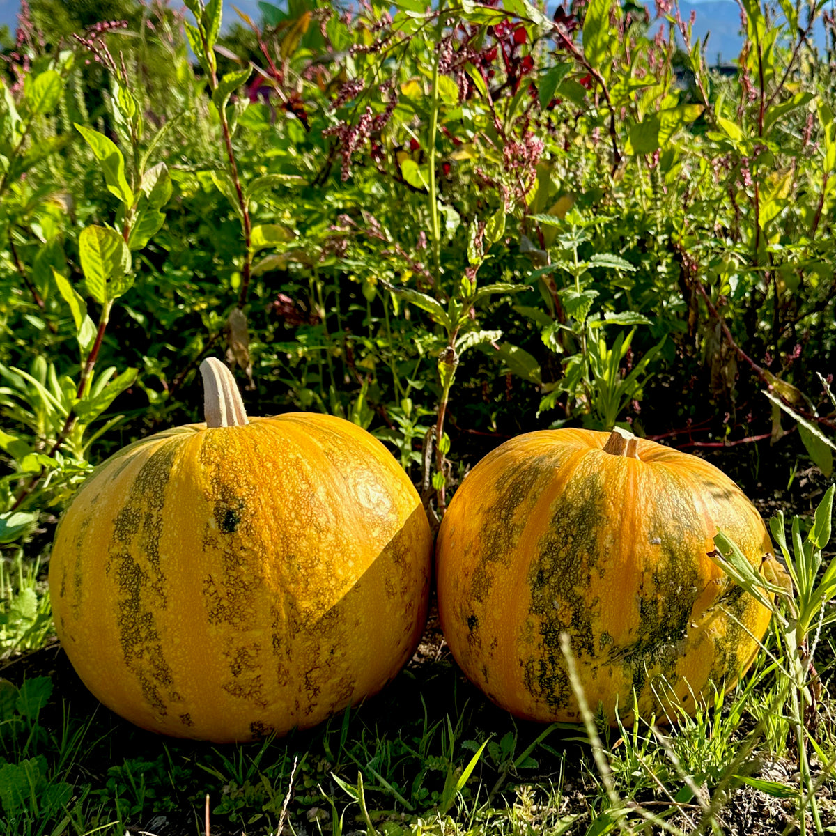 Styrian Hulless Pumpkin