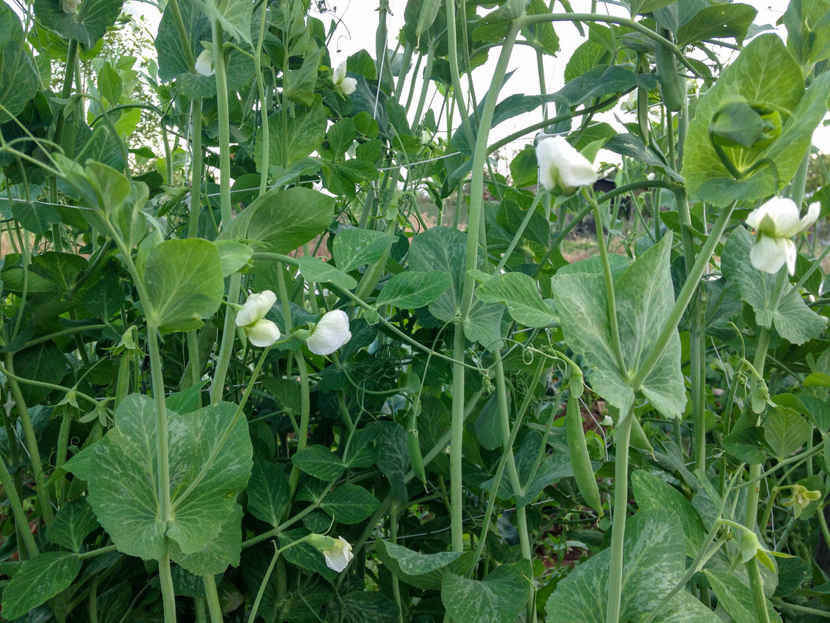 Sugar Snap Pea