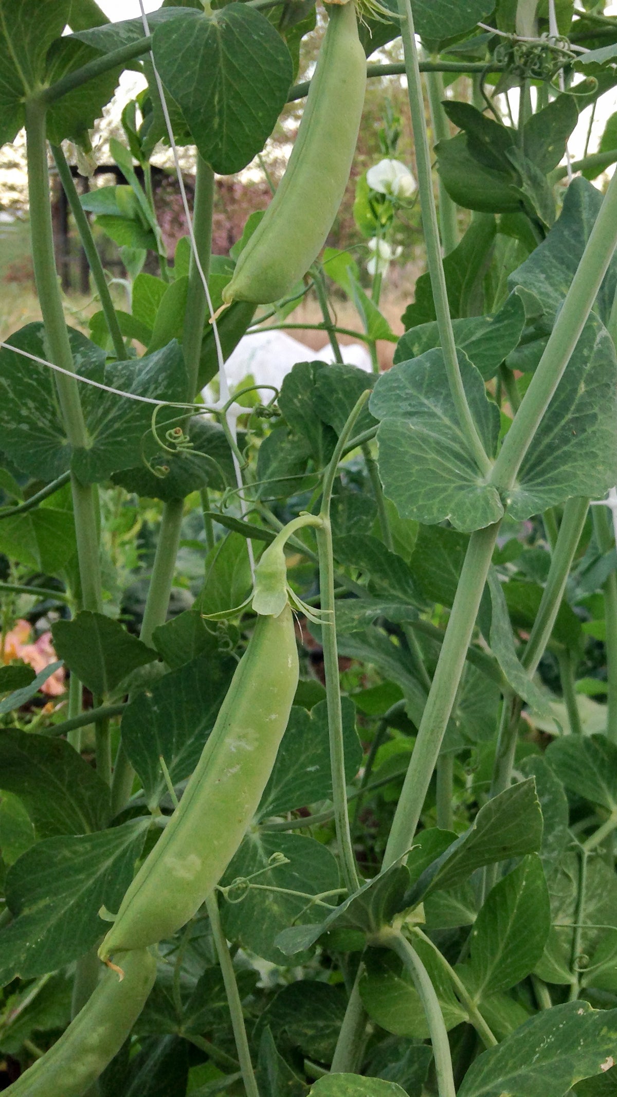 Sugar Snap Pea