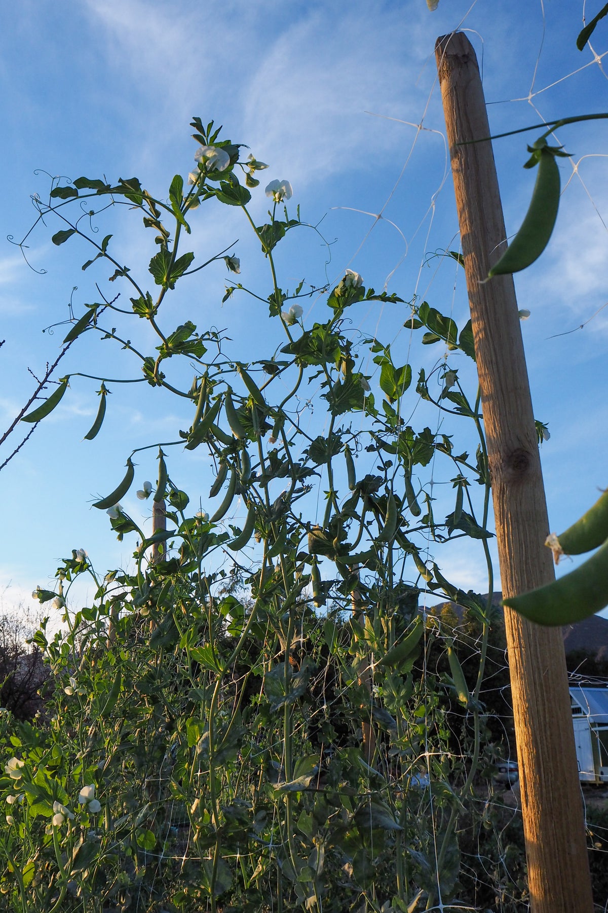 Sugar Snap Pea