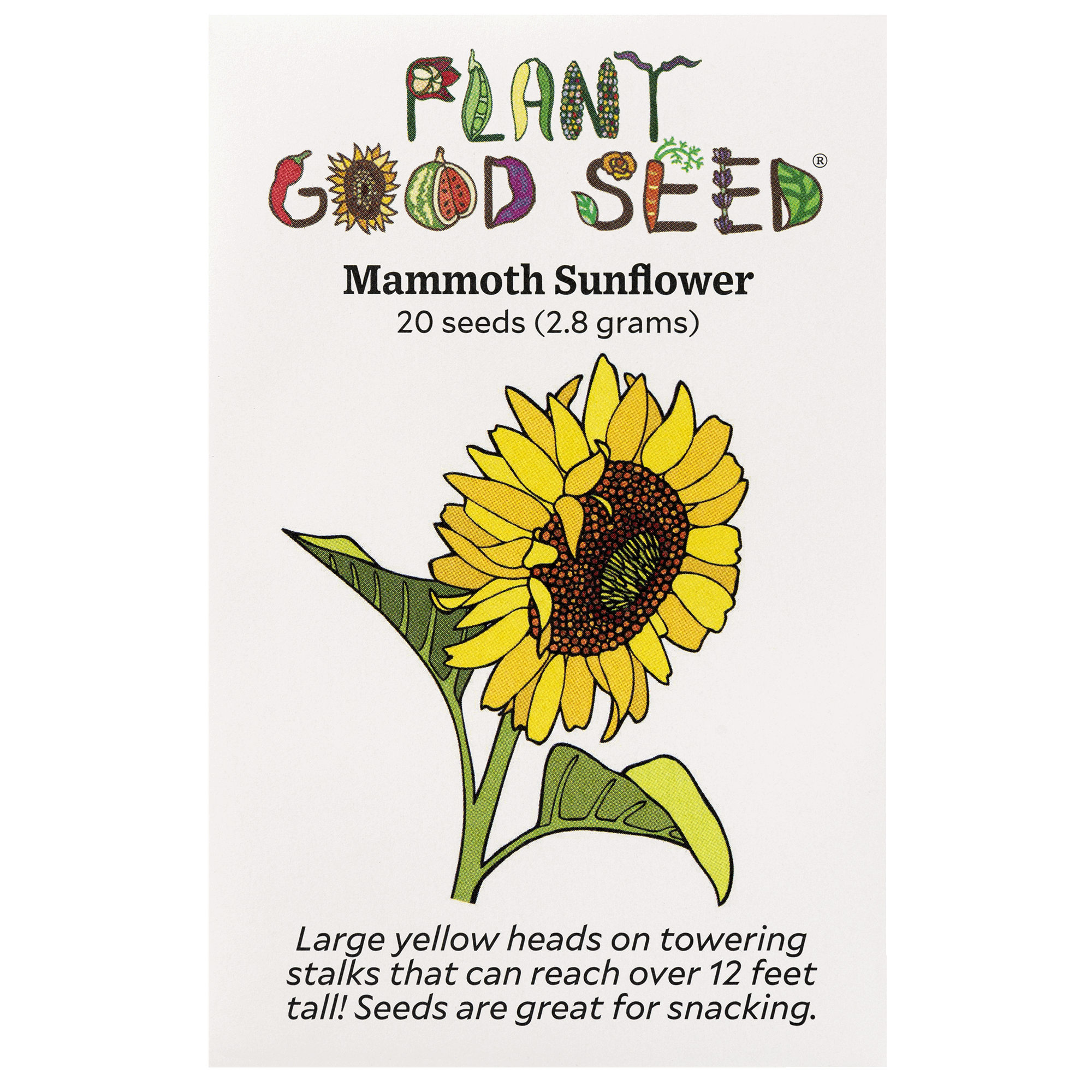 mammoth sunflower seeds to plant Mammoth Sunflower