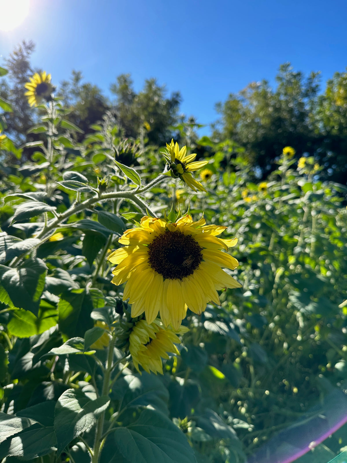 Lemon Queen Sunflower in Field