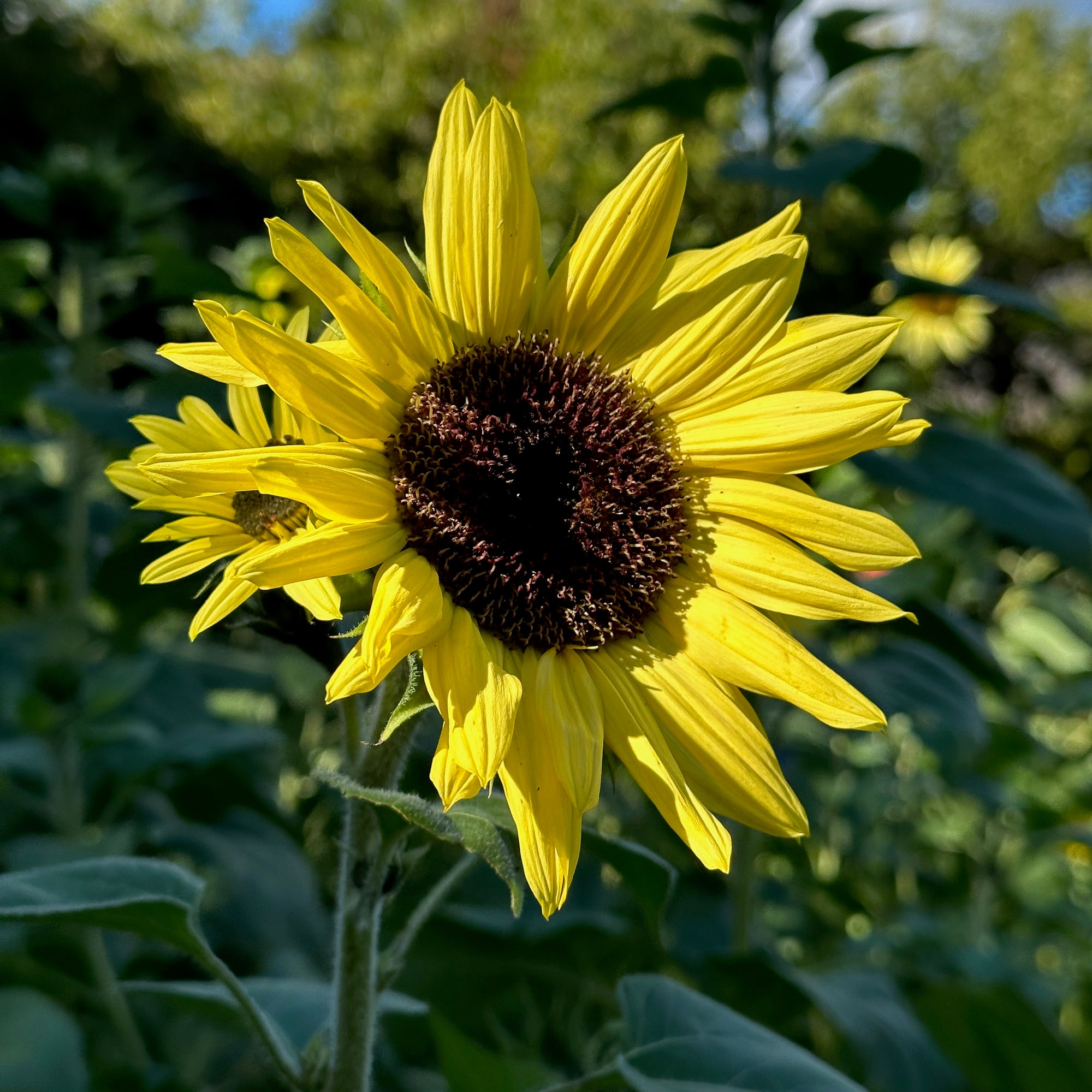 Lemon Queen Sunflower Closeup