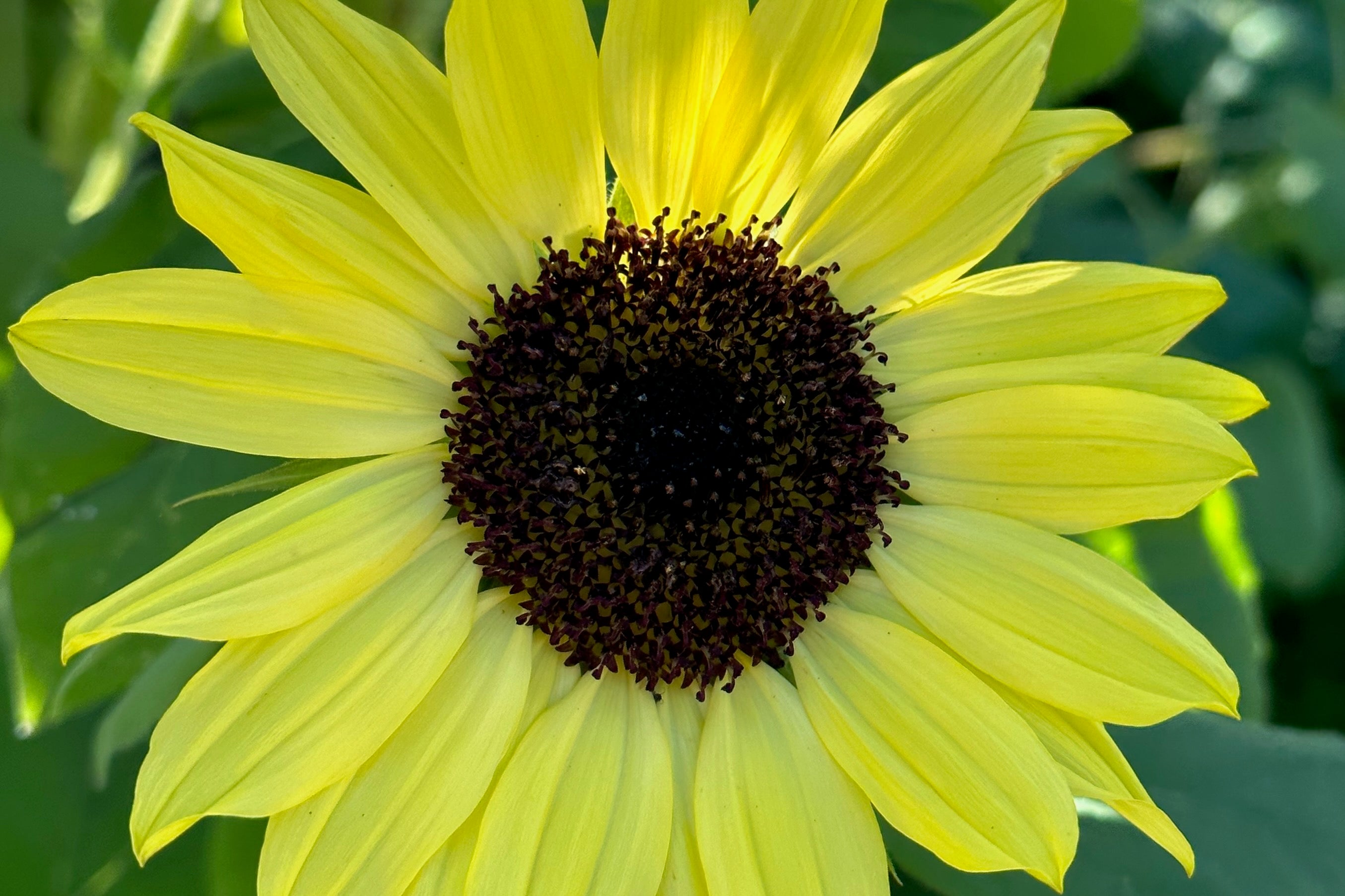 Lemon Queen Sunflower The Plant Good Seed Company