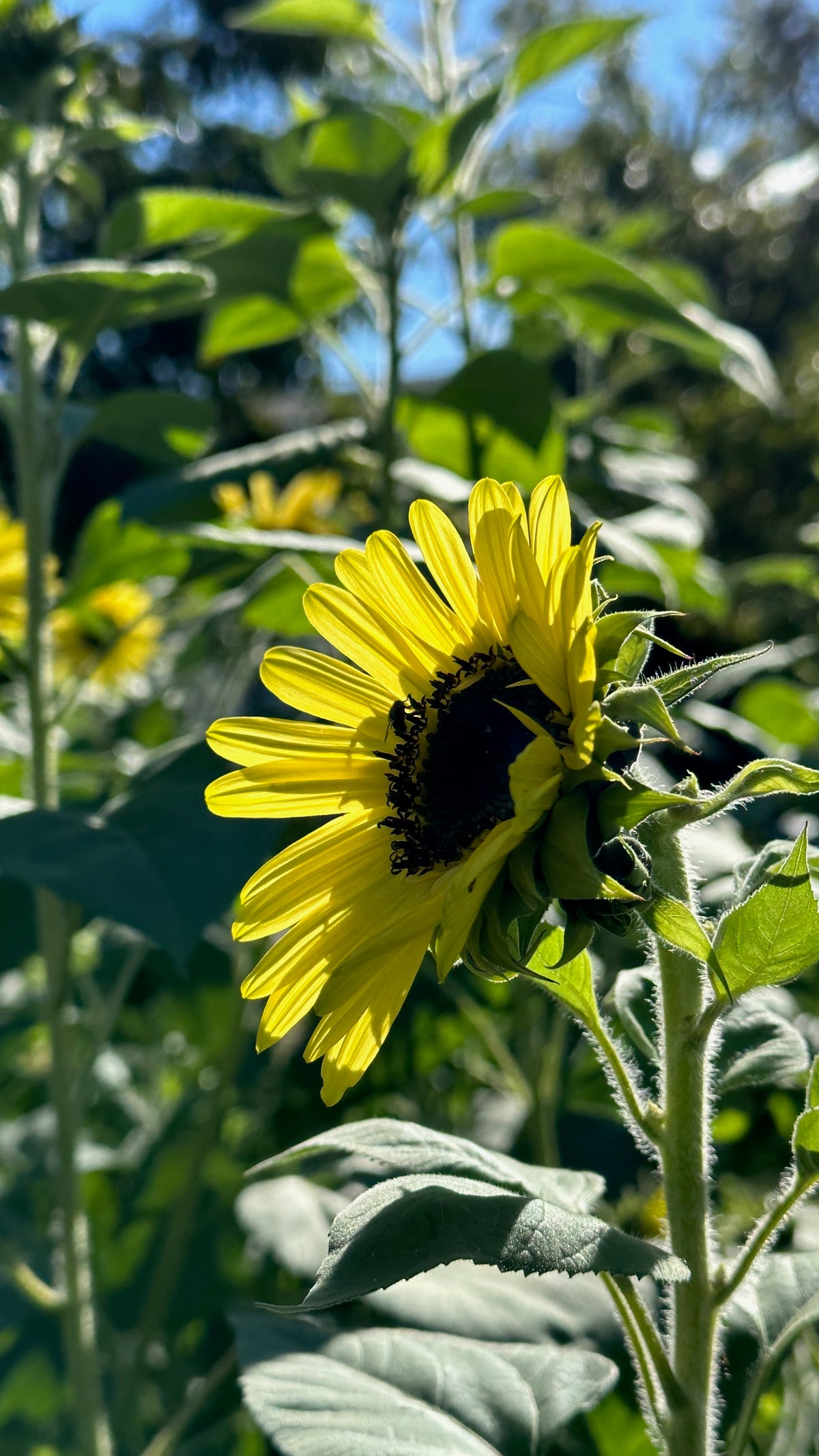 Lemon Queen Sunflower with Bee Vertical Aspect Ratio